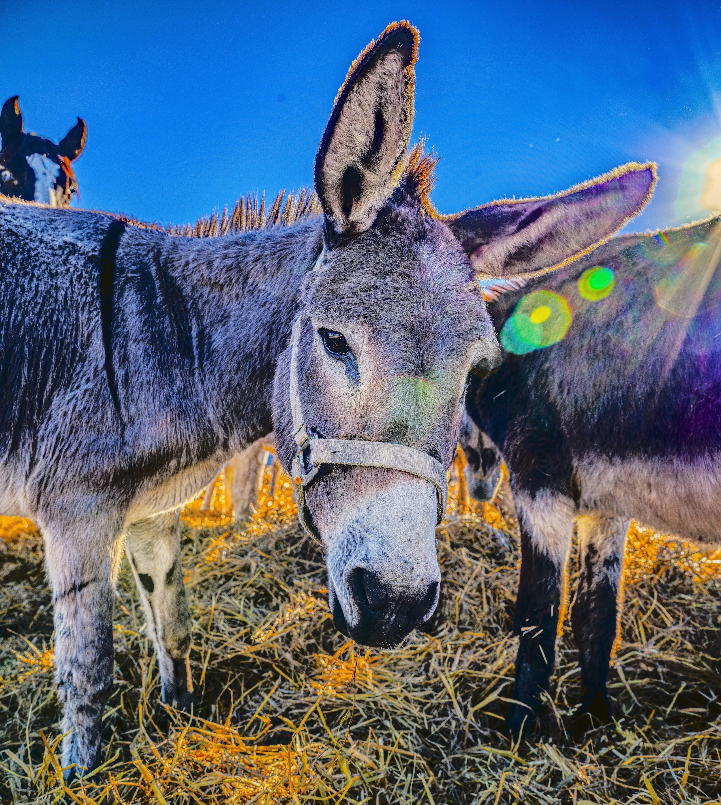 Close-up of a donkey standing on straw with another donkey in the background under a clear blue sky, sunlight creating lens flare.