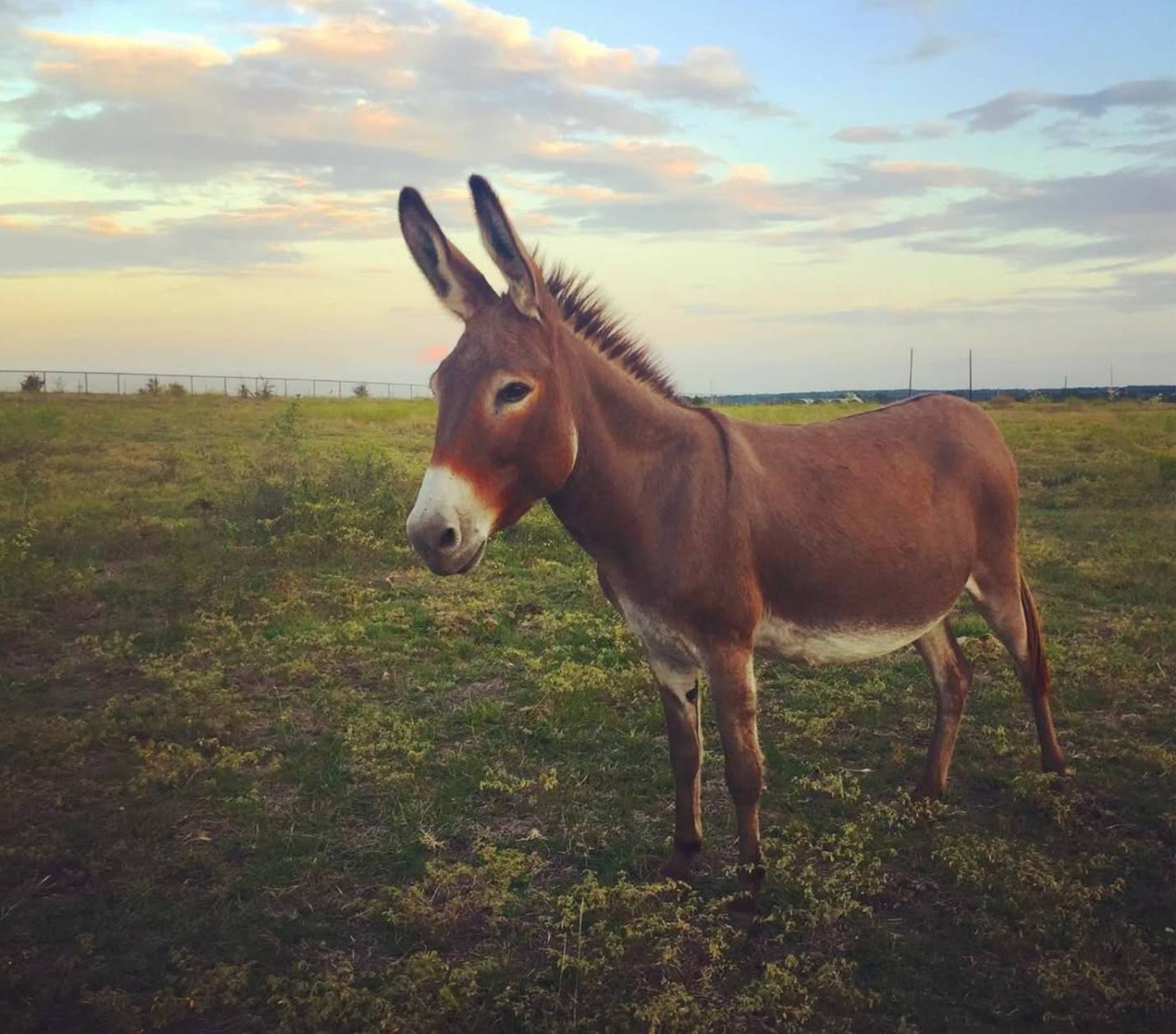 A donkey standing on a grassy plain during sunset, with a partly cloudy sky in the background.