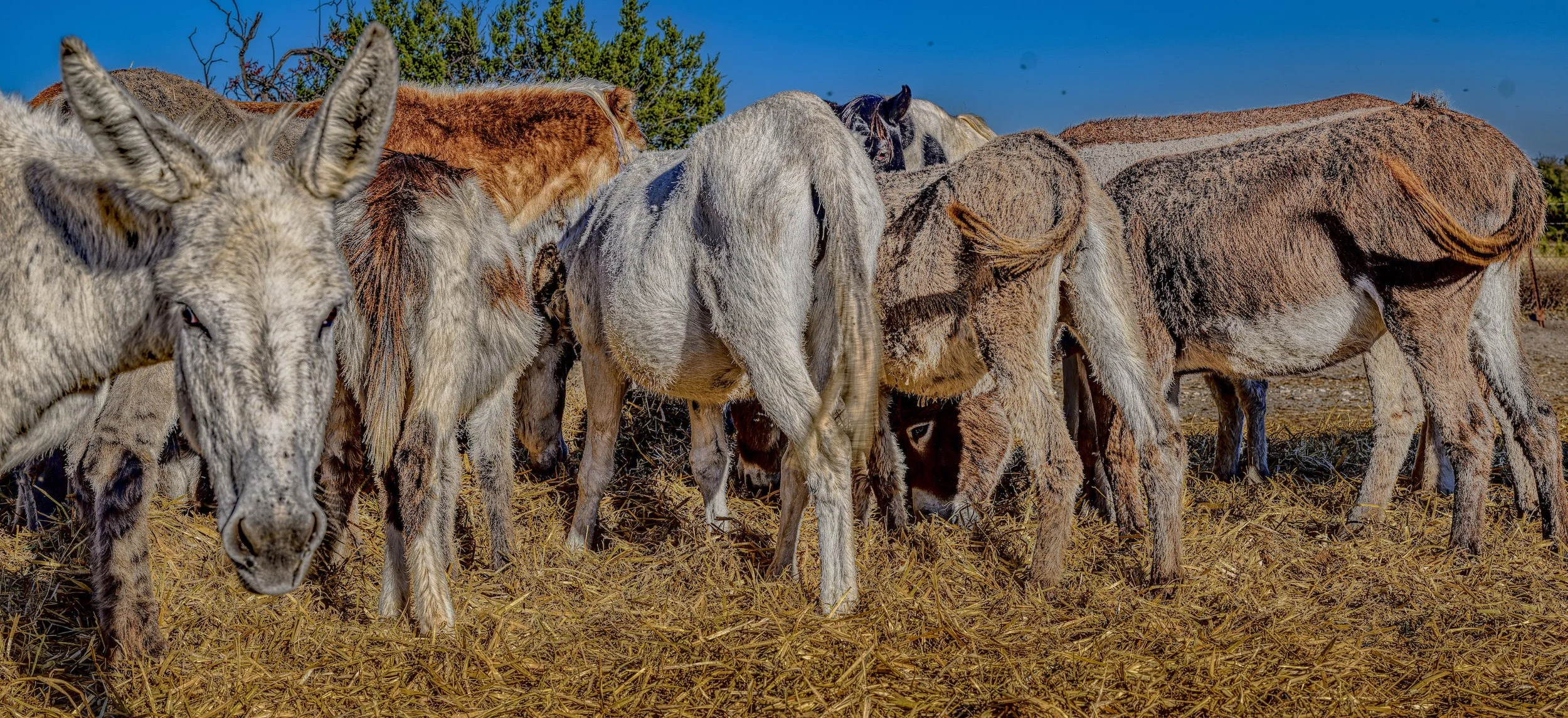 $250 provides a jack castration
