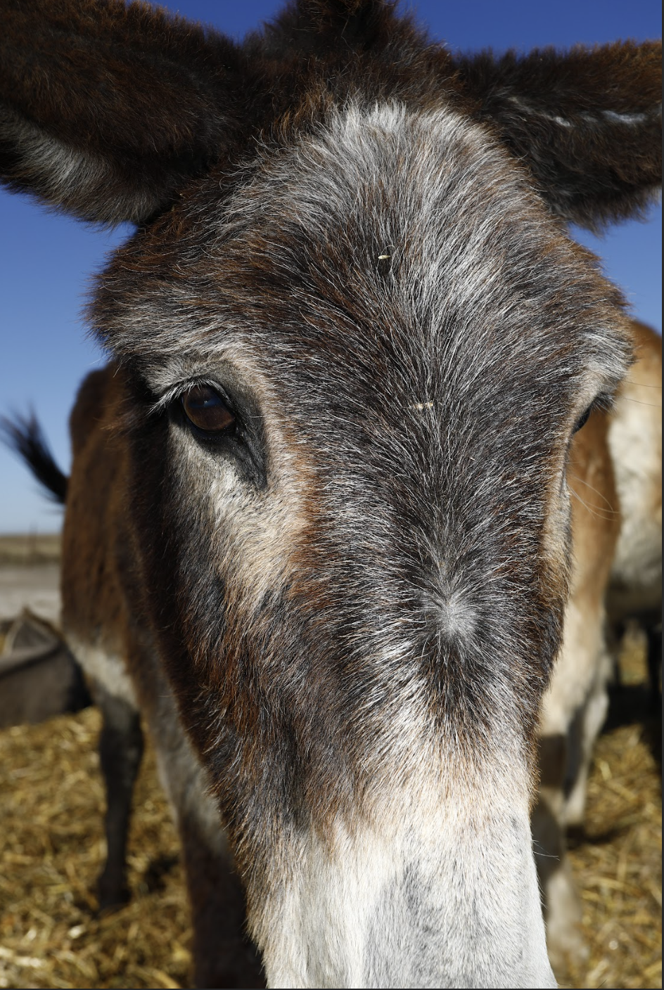 Close-up of a donkey's face showing its eye, ear, and fur against a clear blue sky.