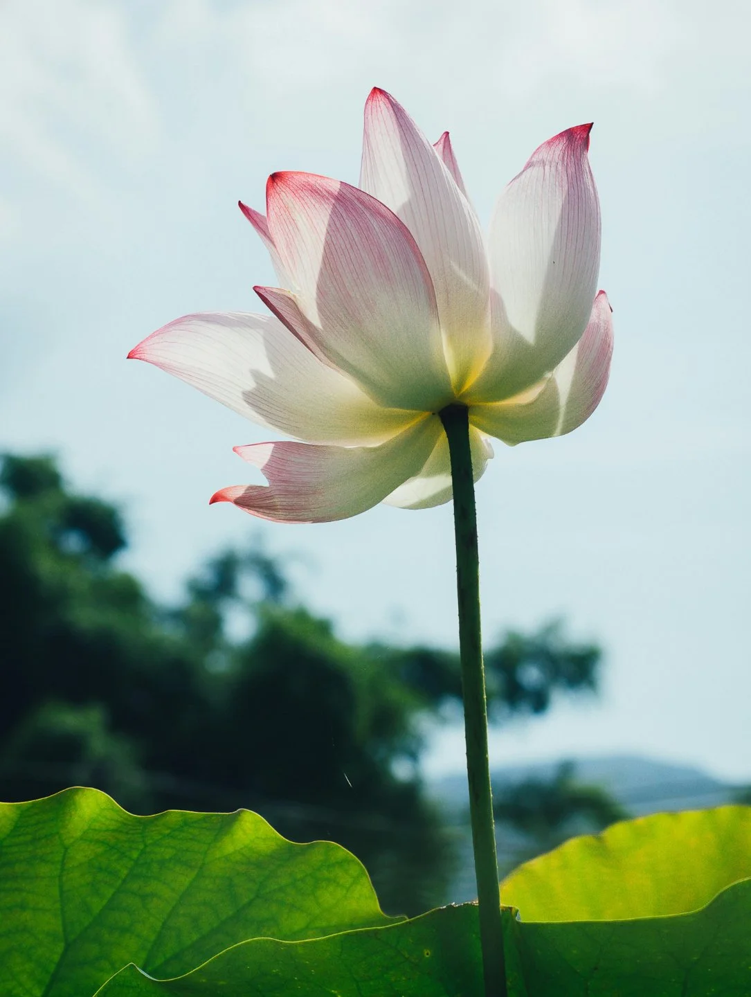 Close-up of a pink and white lotus flower with green leaves and a blurred background of trees and sky.