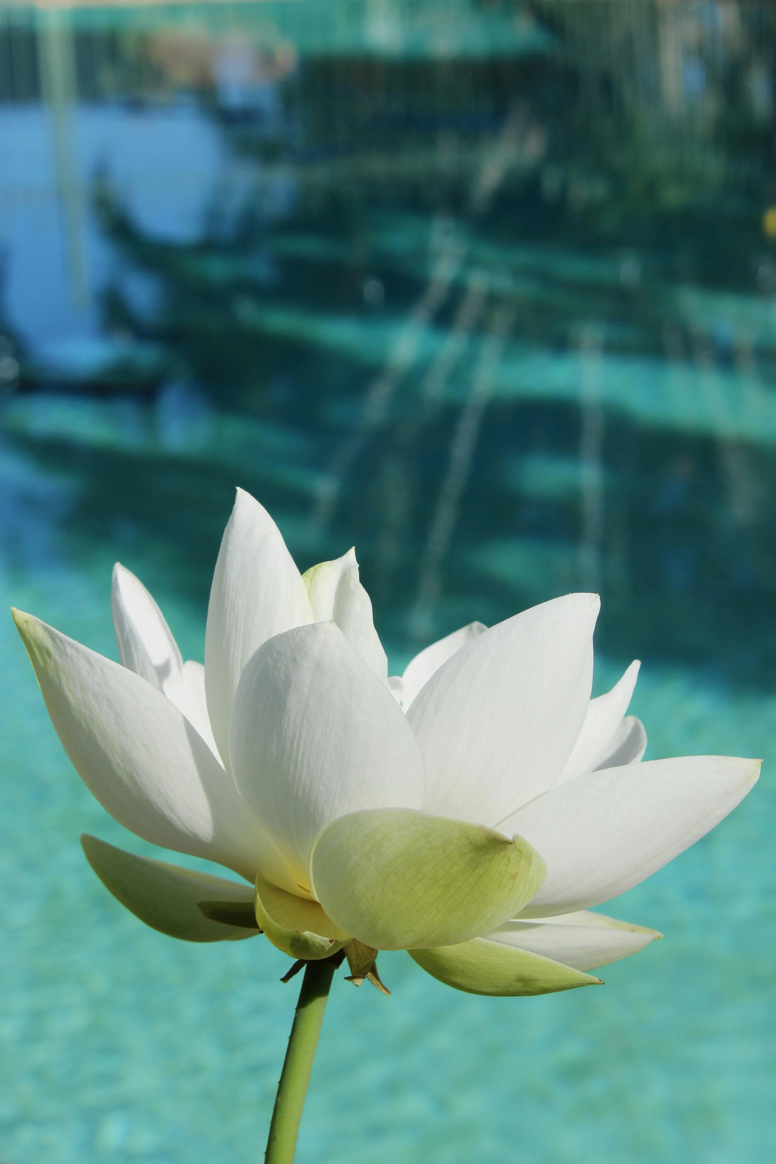 Close-up of a white lotus flower in front of a swimming pool.