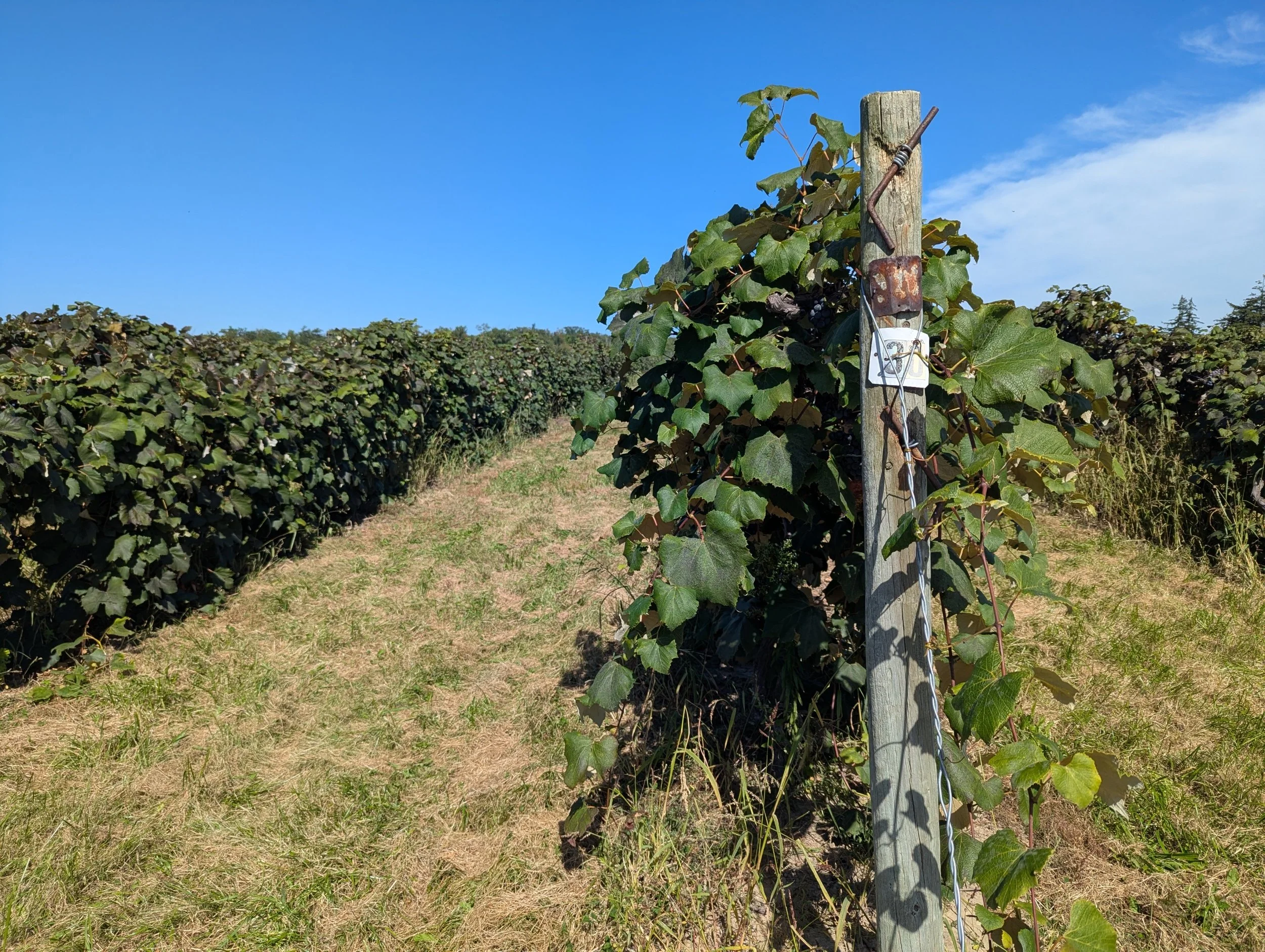 lipsitt-orchards-and-vineyards-grimsby-ontario-sign-post.jpg
