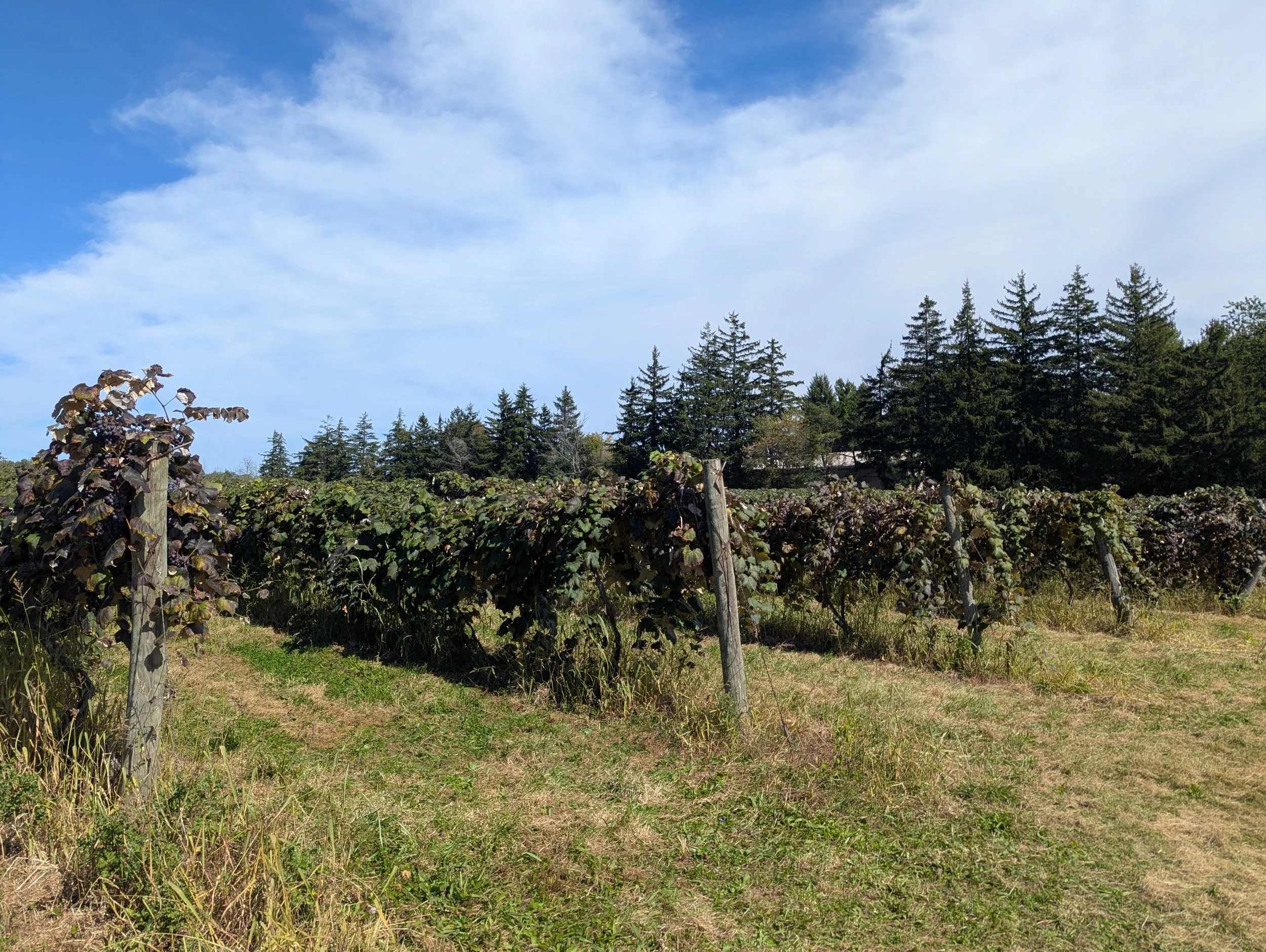 lipsitt-orchards-and-vineyards-grimsby-ontario-vineyard-rows.jpg
