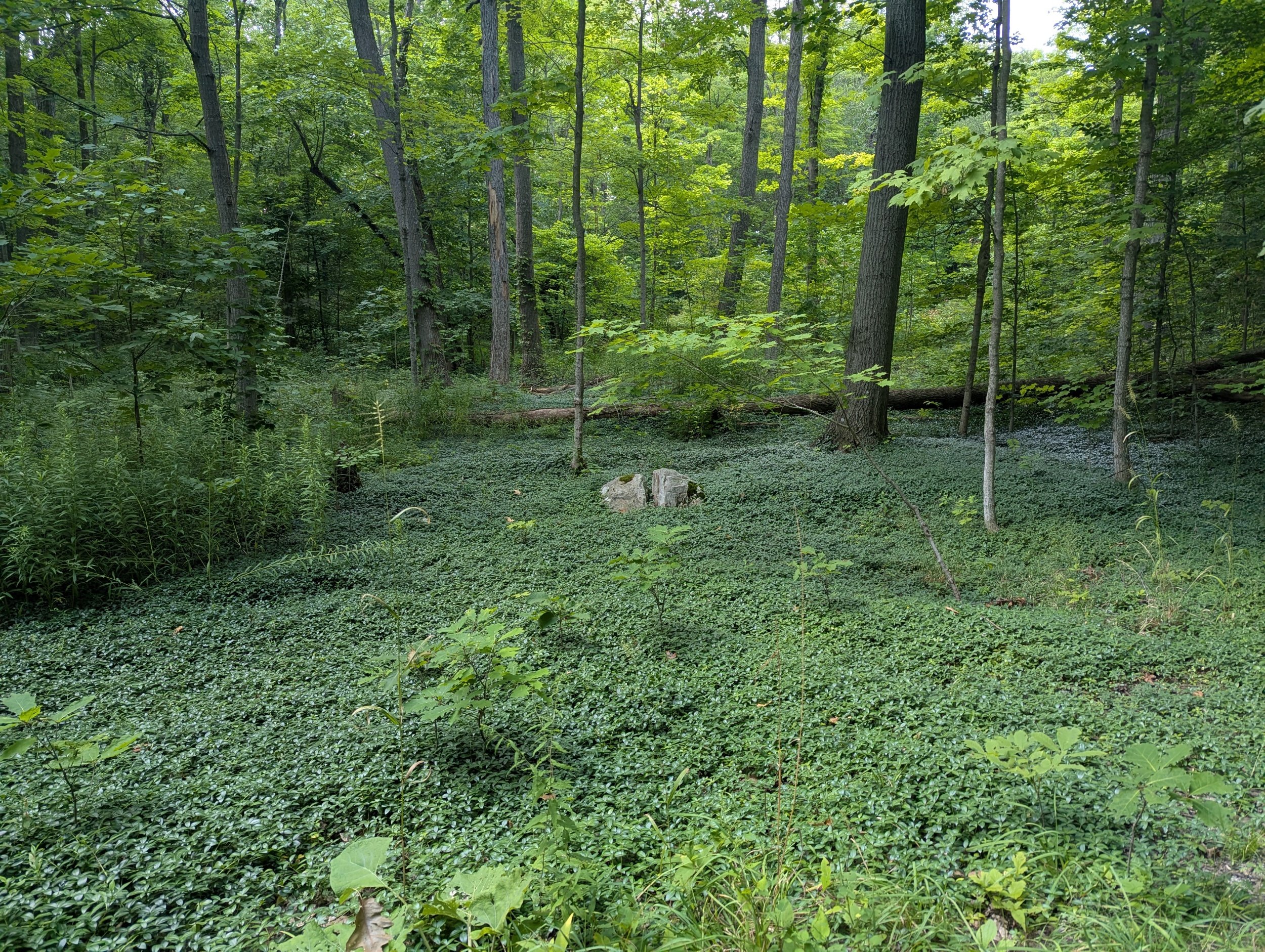 beamer-memorial-conservation-area-trail-3.jpg