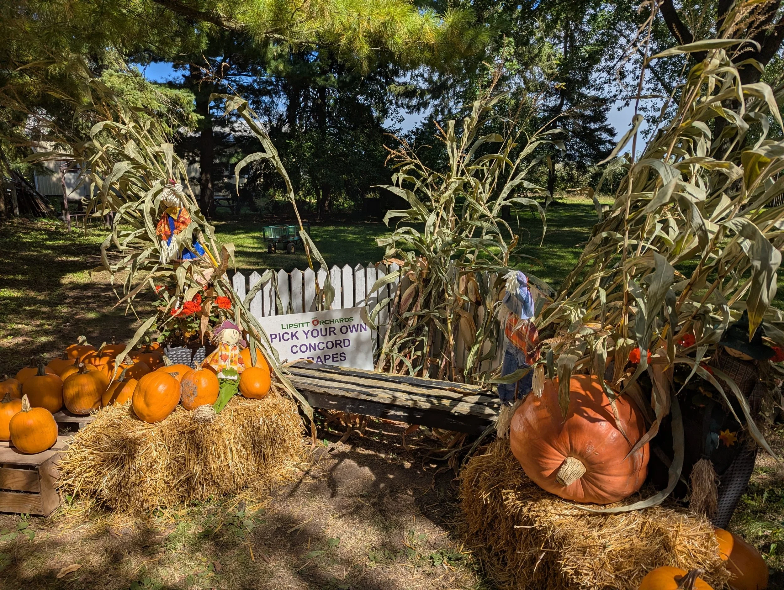 lipsitt-orchards-and-vineyards-grimsby-ontario-farm-stand.jpg