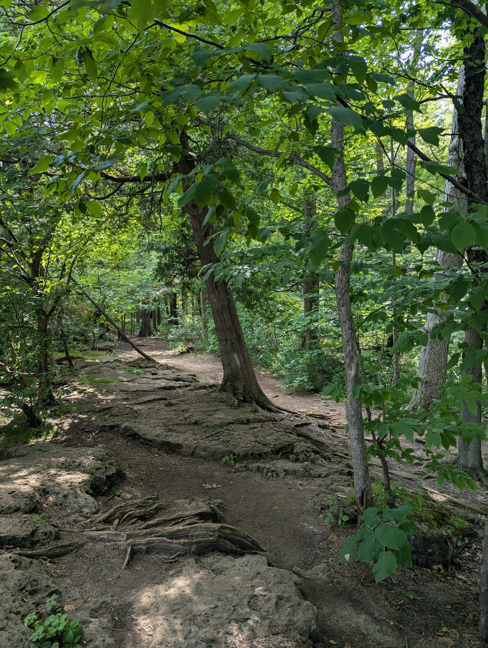 beamer-memorial-conservation-area-trail-cliffs.jpg