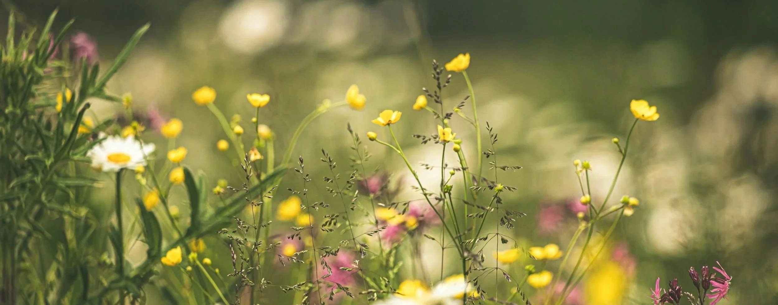 Close-up of wildflowers, including yellow, white, and pink blossoms, in a natural outdoor setting with soft focus background.