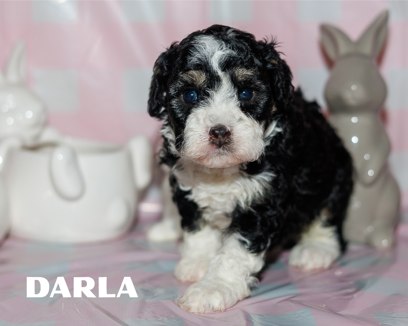 Black Tri Multigen Bernedoodle Girl 4500.00