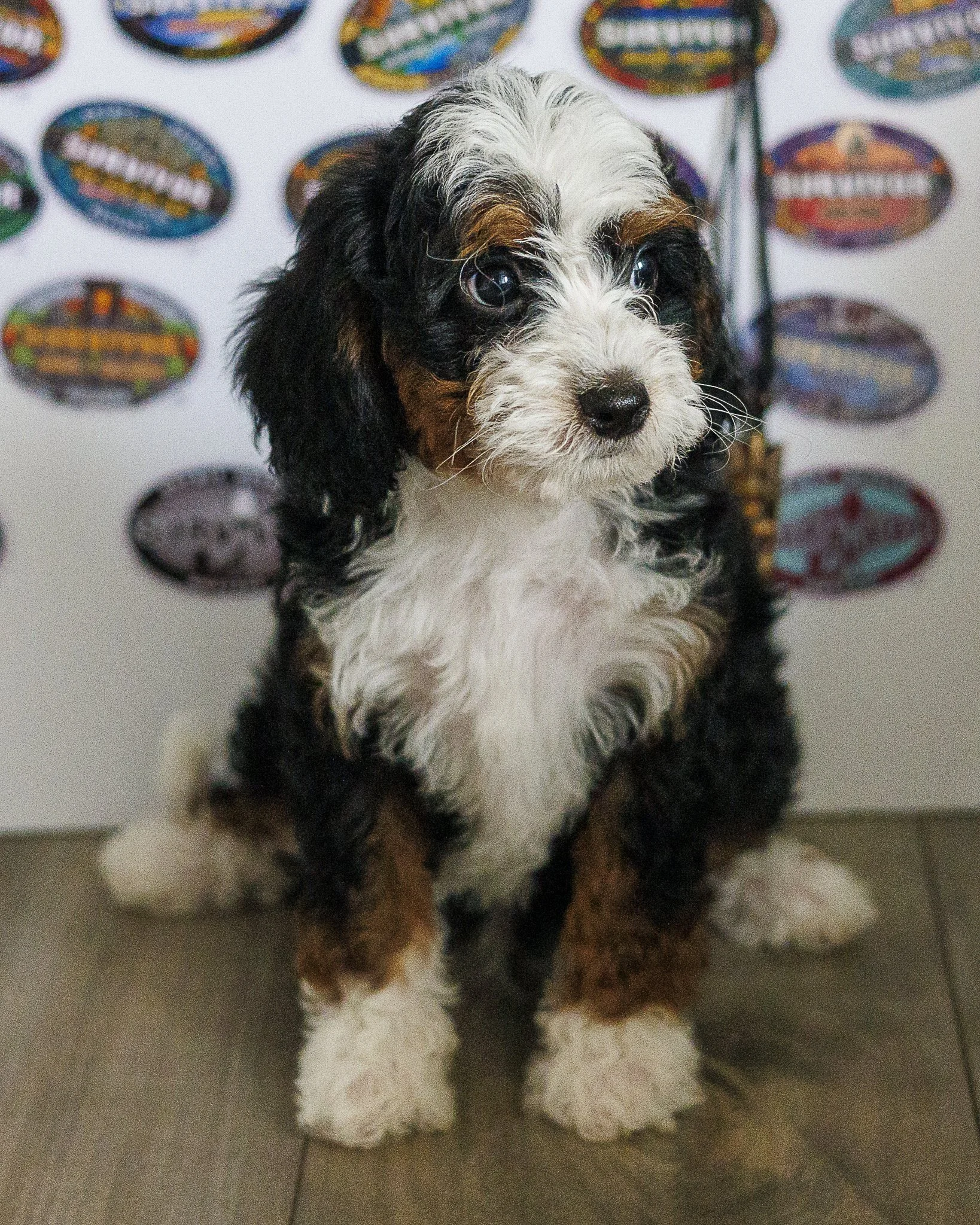 RUPERT HAS JOINED THE JONES TRIBE