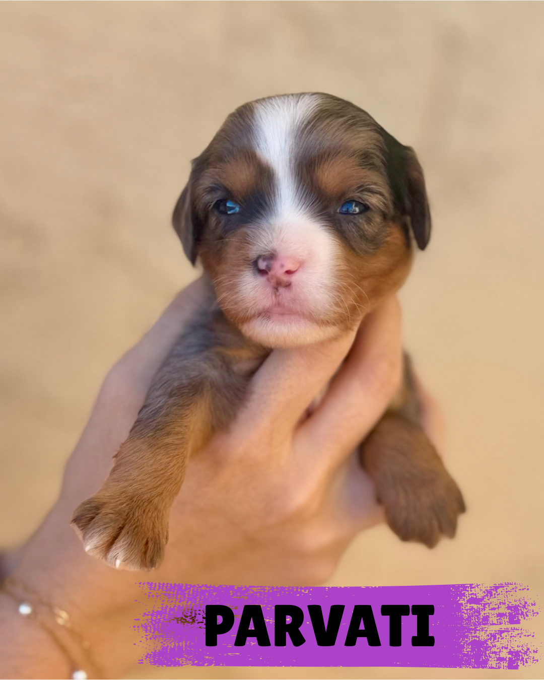 RESERVED Tri Merle Girl  4500.00