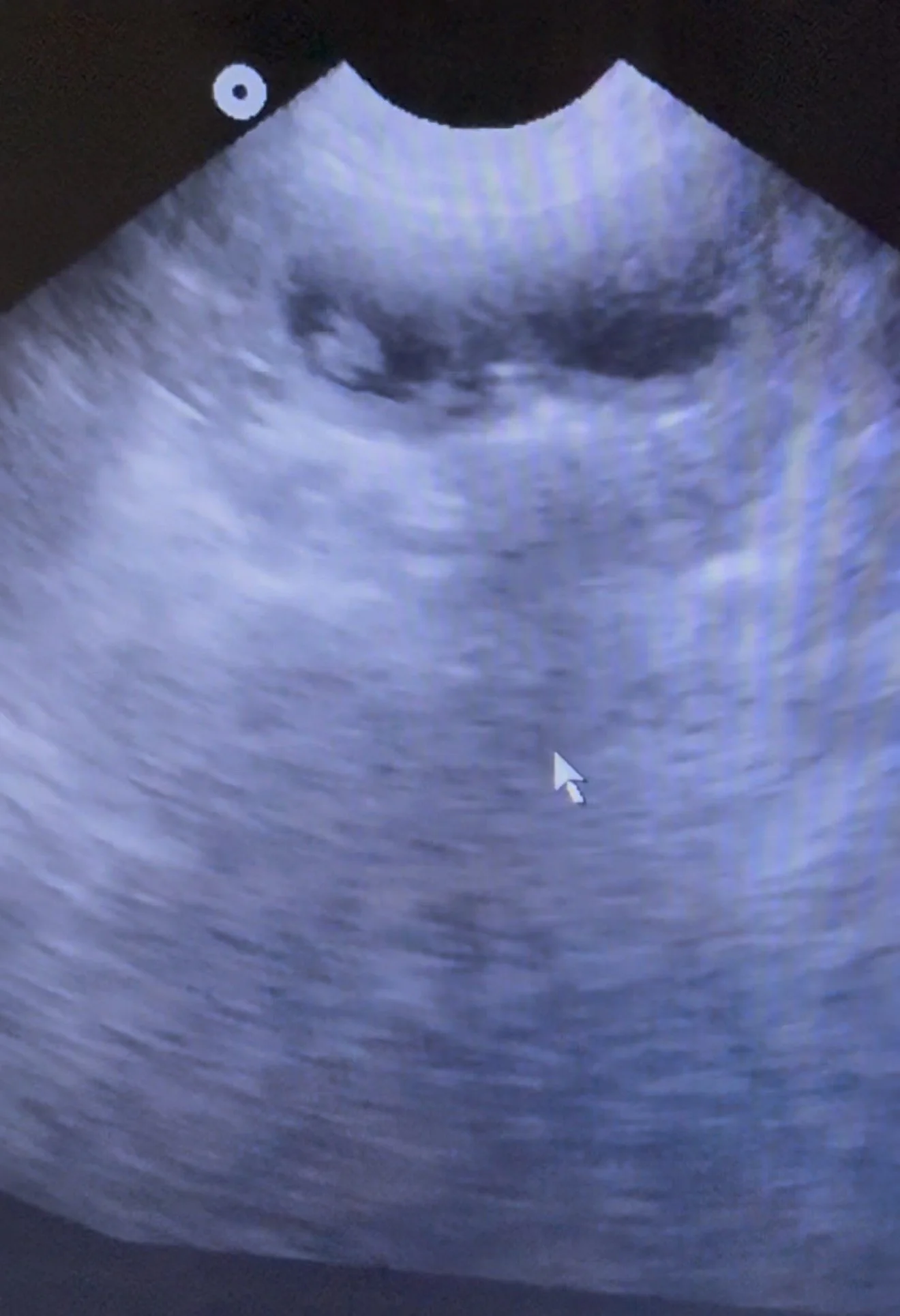 6-8 Babies expected. Black & Brown Tri, Blue & Brown Merle