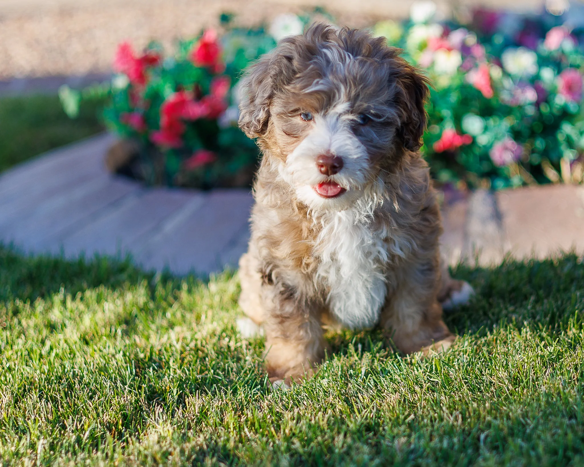 RESERVED Chocolate Tri Merle Boy 4500.00
