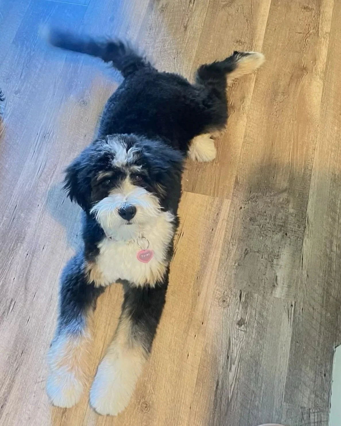RC (Raven Coco) a Tri Mini Bernedoodle