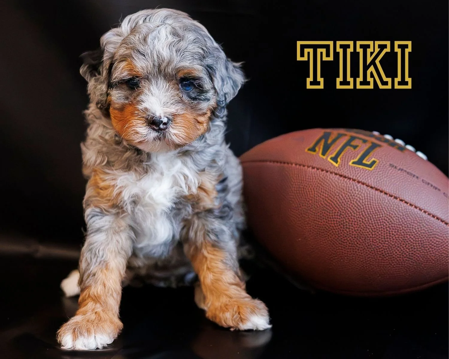 RESERVED Tri Blue Merle Micro Mini Girl 4500.00