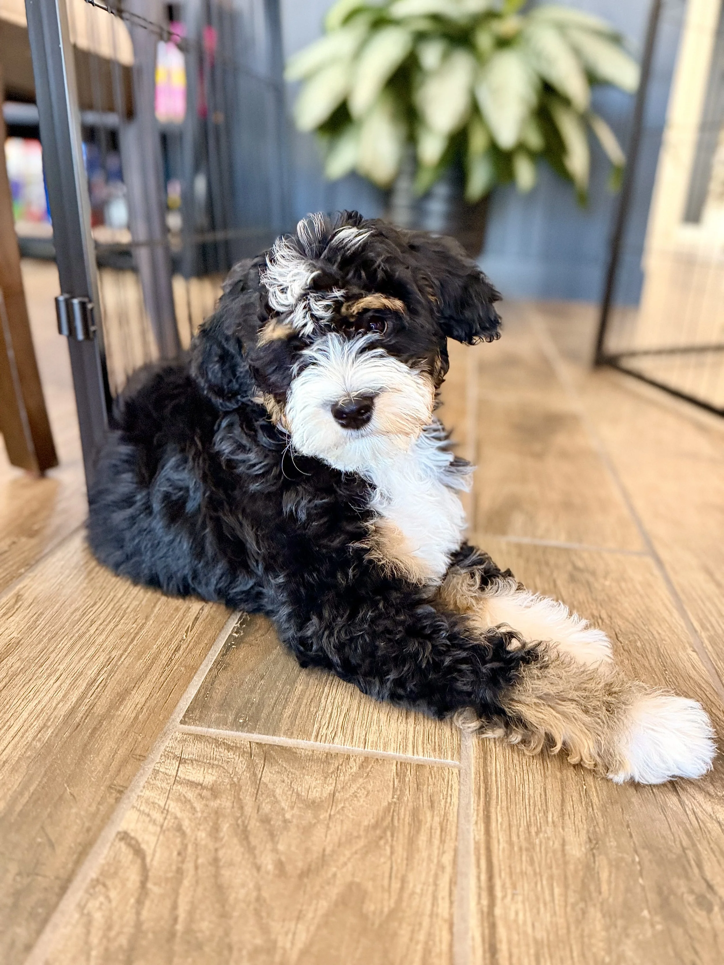 Willow. Our Tri Mini Bernedoodle mom