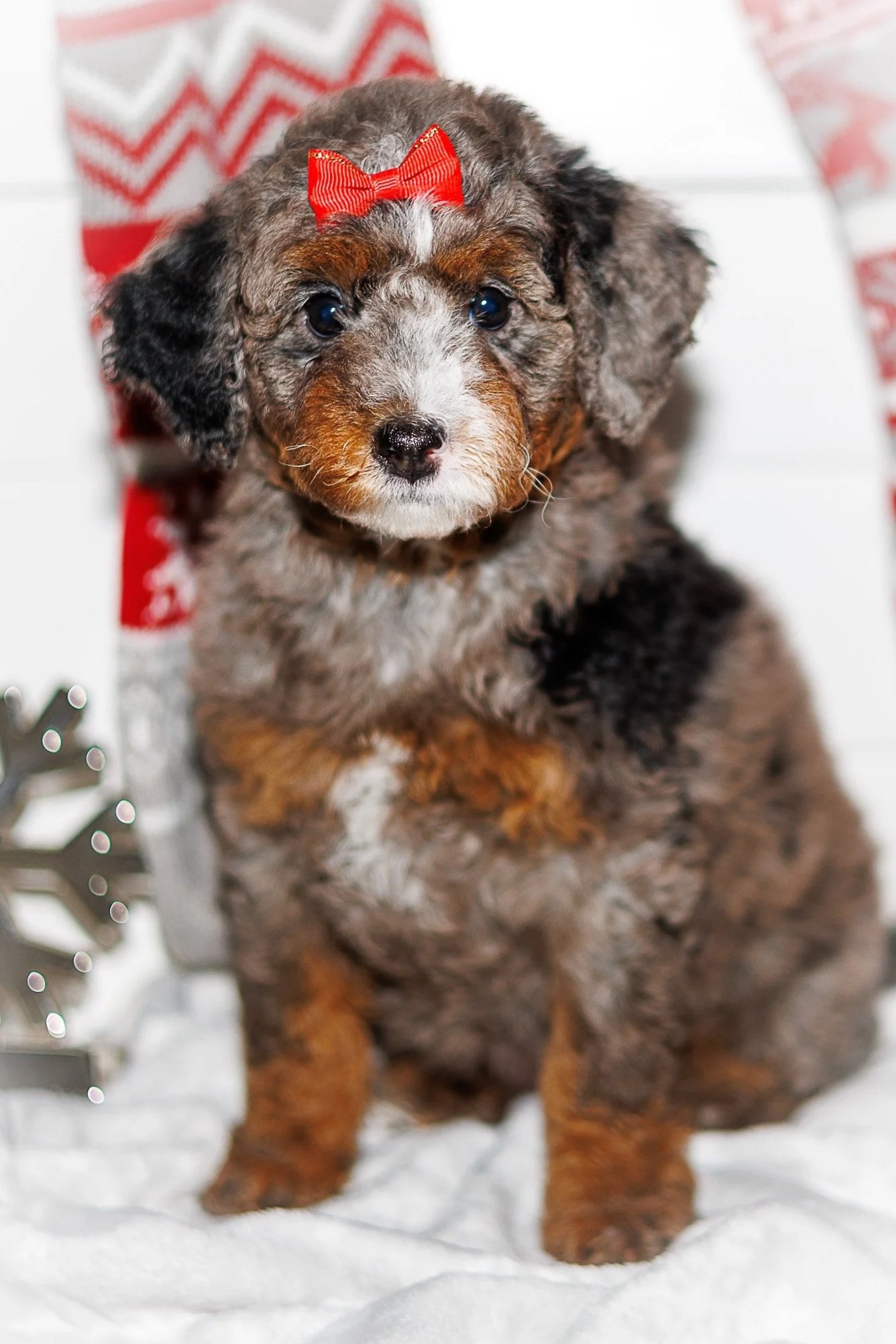 Glinda has found her furever home