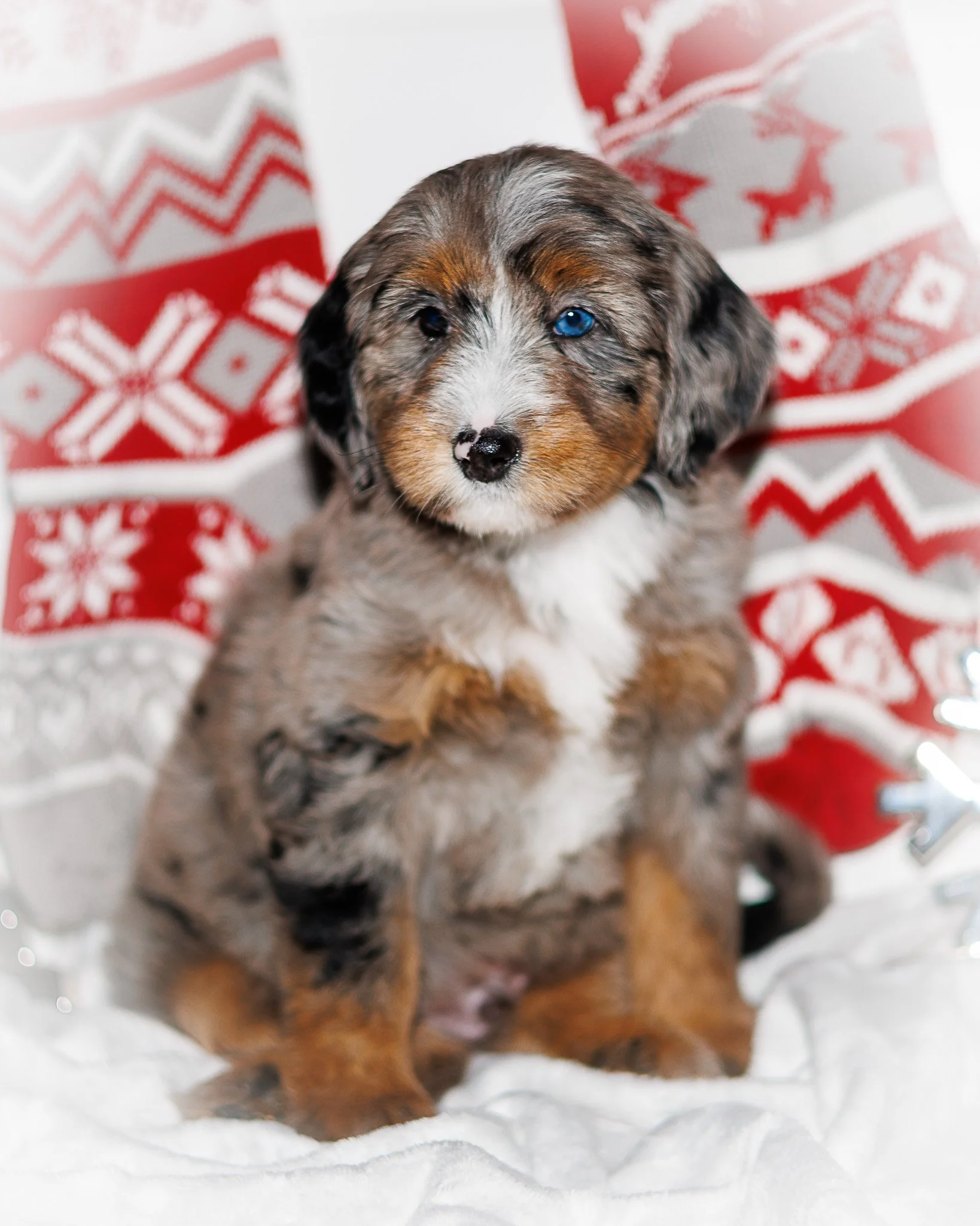 WIZARD FOUND IS FUREVER FAMILY