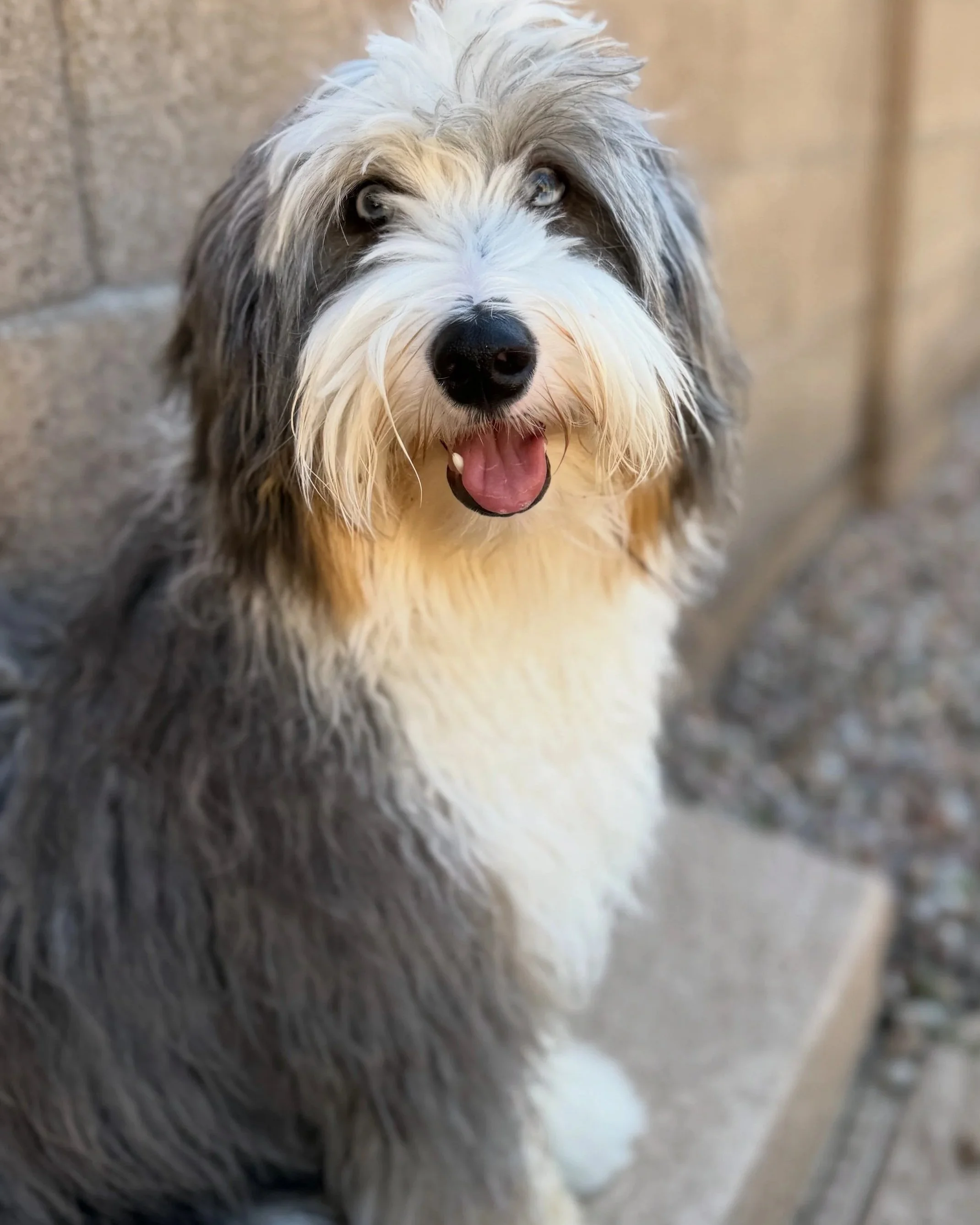 Nayvie our Tri Merle Bernedoodle 25lbs
