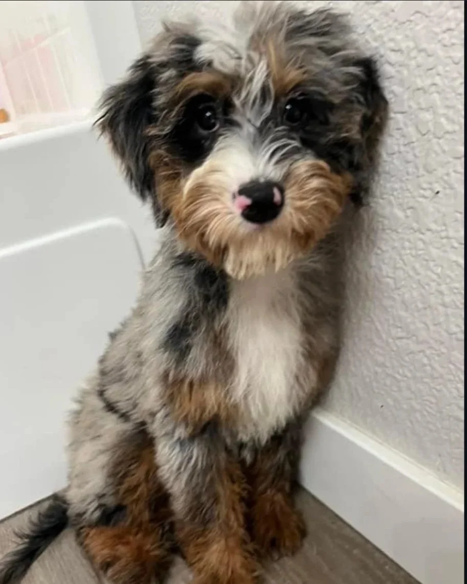 KP (Kali Phoebe) Mini Tri Merle Bernedoodle 25lbs