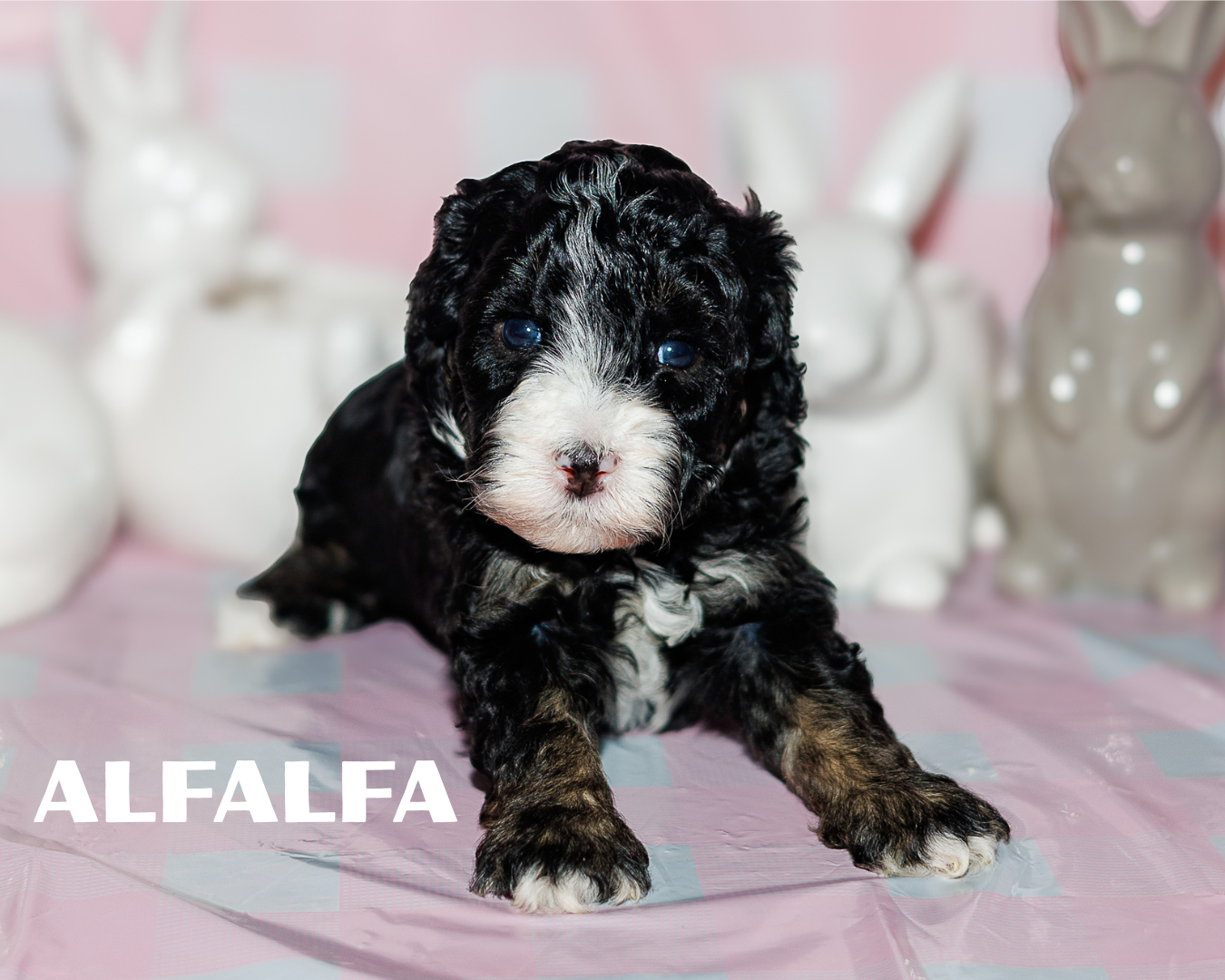 Black Tri Multigen Bernedoodle Boy 4500.00