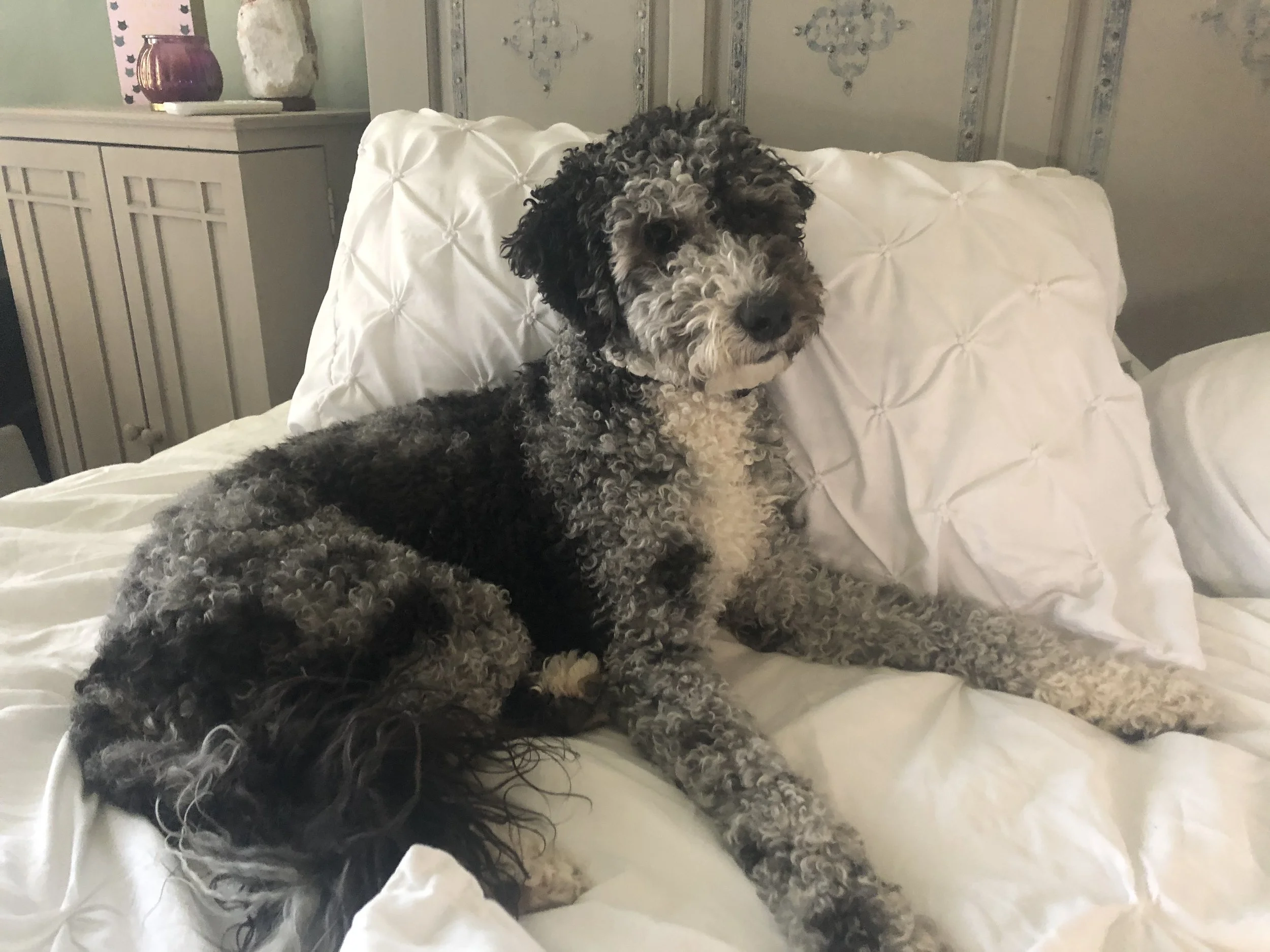 A curly-haired black and gray dog sitting on a white bed with white tufted pillows.