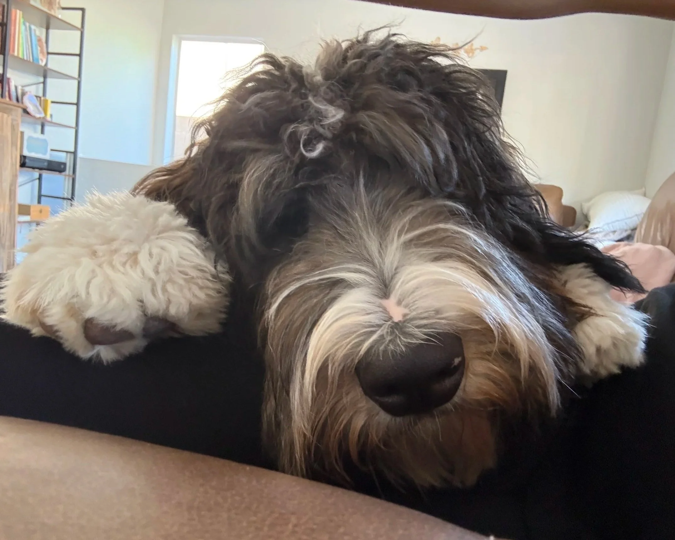 Reese our Standard Sable Bernedoodle Future Mom