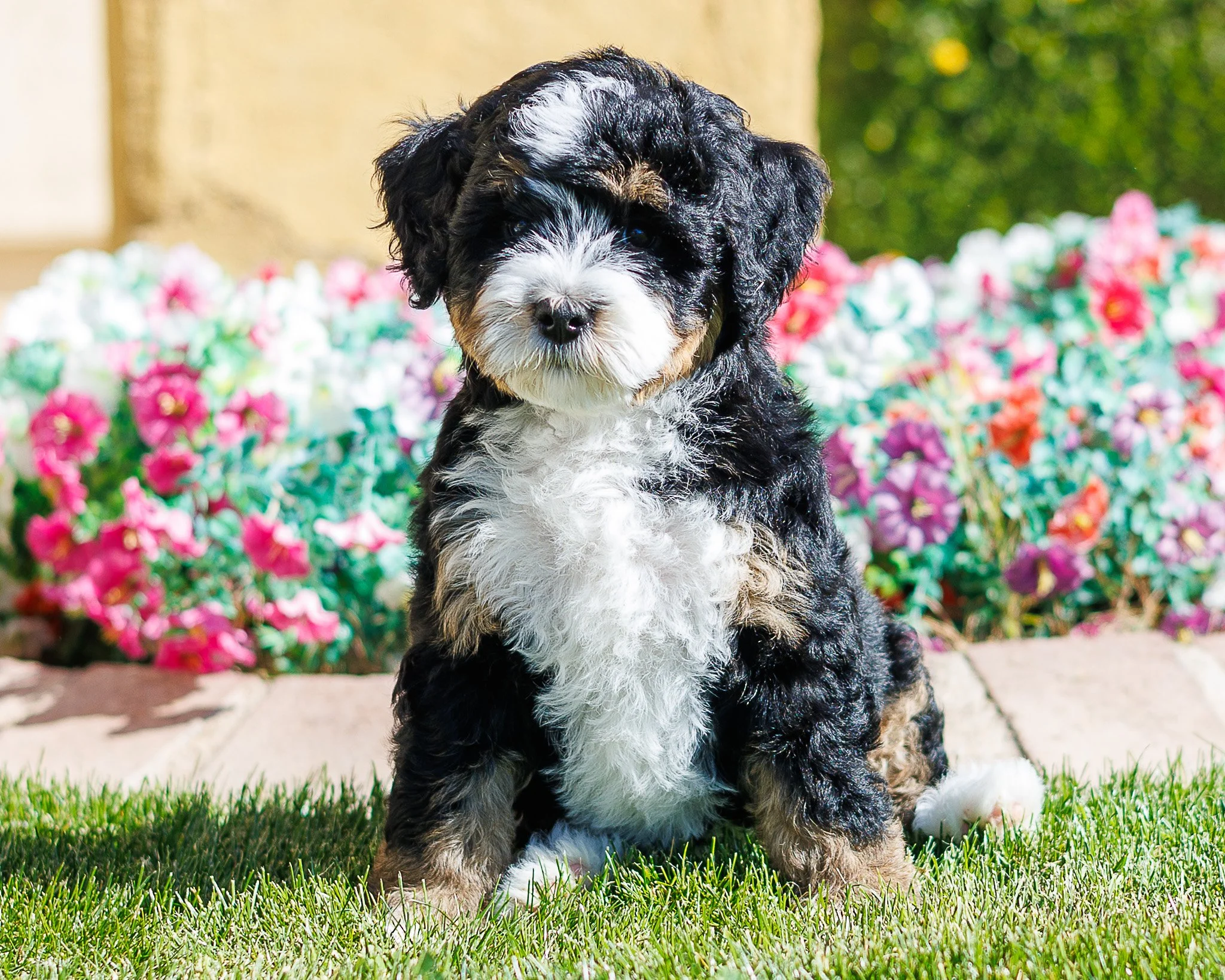 TINK GIRL FOUND HER FUREVER HOME