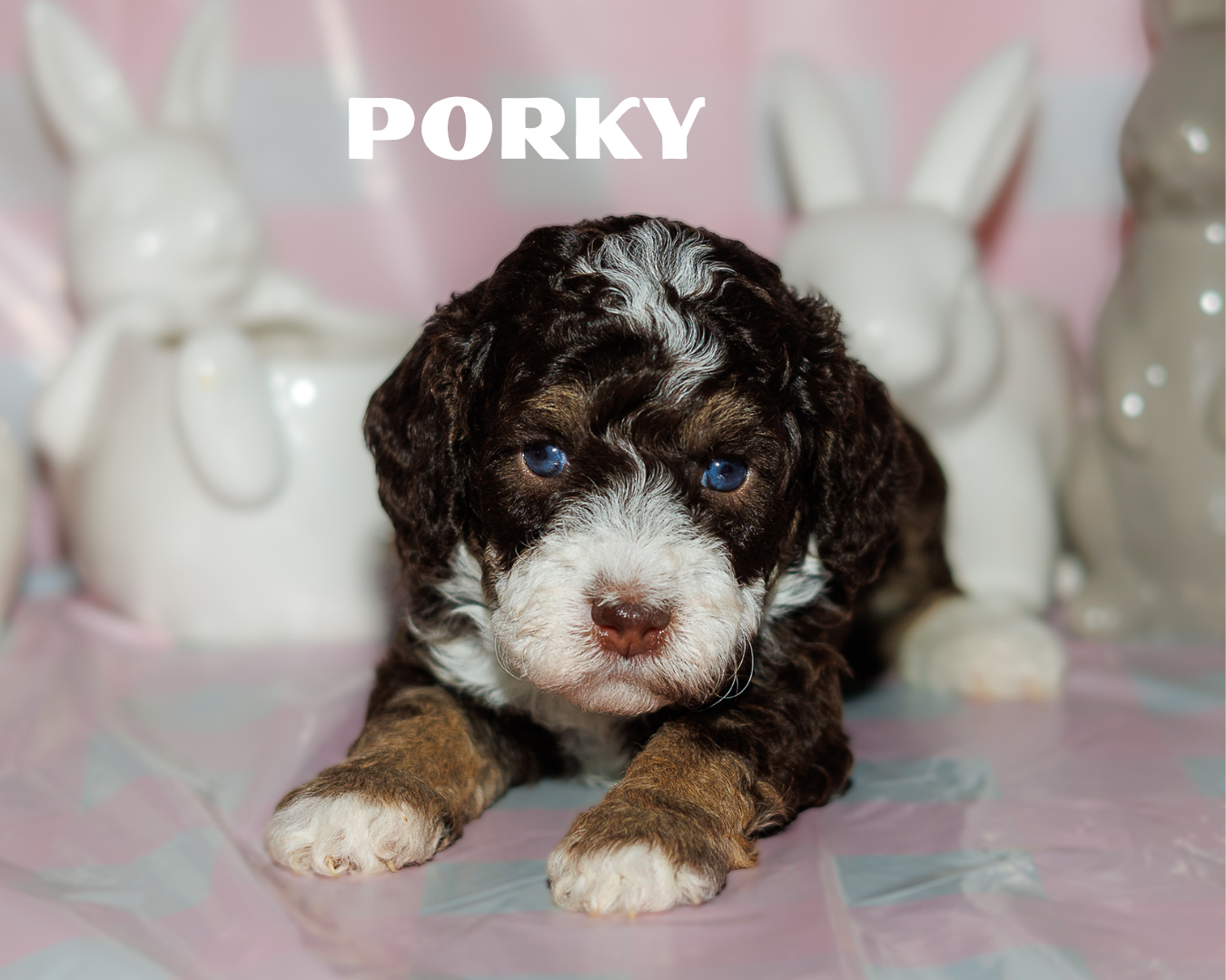 Chocolate Multigen Bernedoodle Boy 4500.00