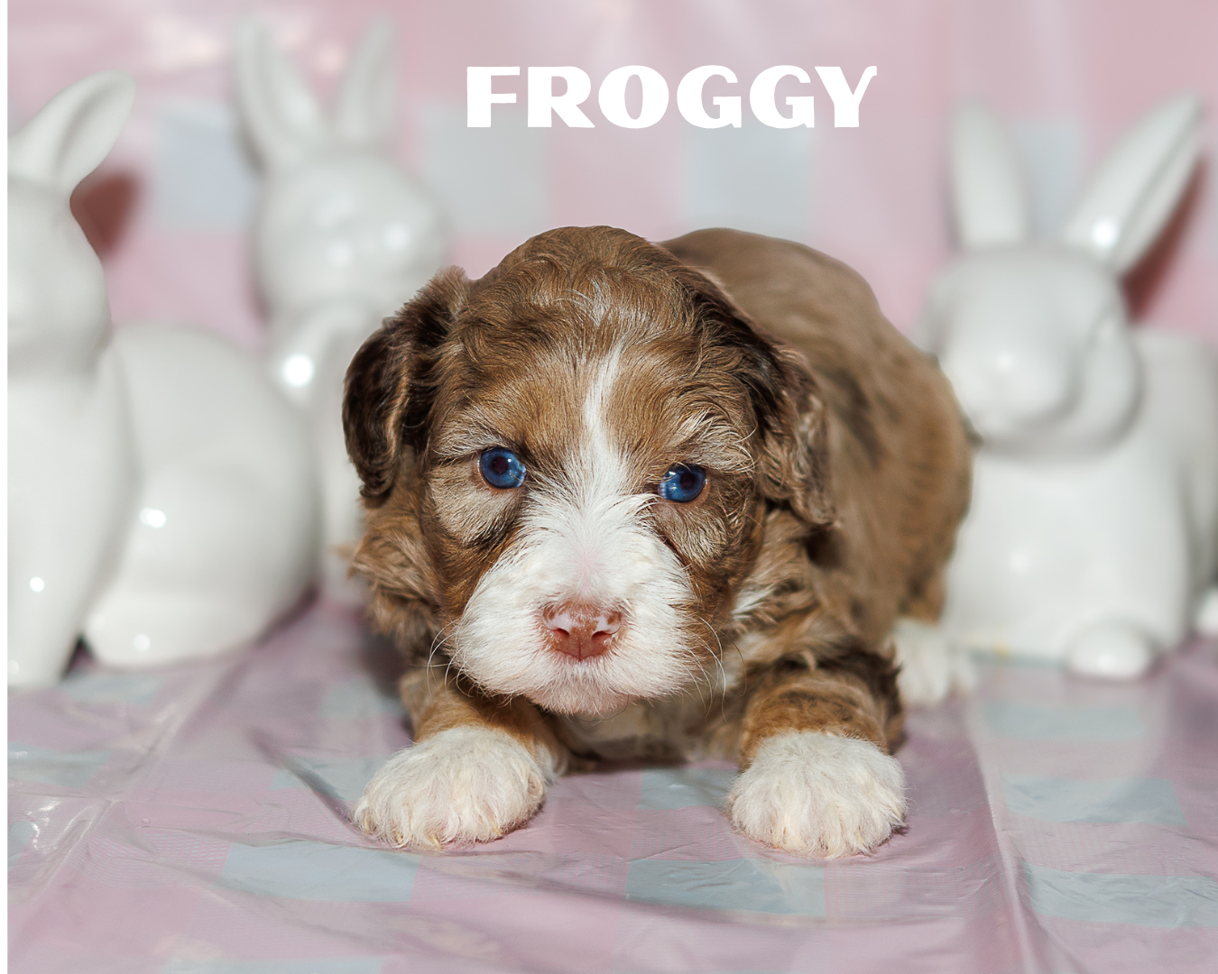 Chocolate Merle Multigen Bernedoodle Boy 4500.00