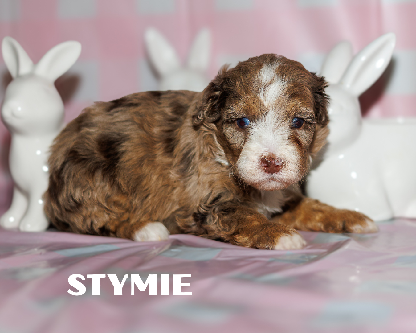 Chocolate Merle Multigen Bernedoodle Boy 4500.00