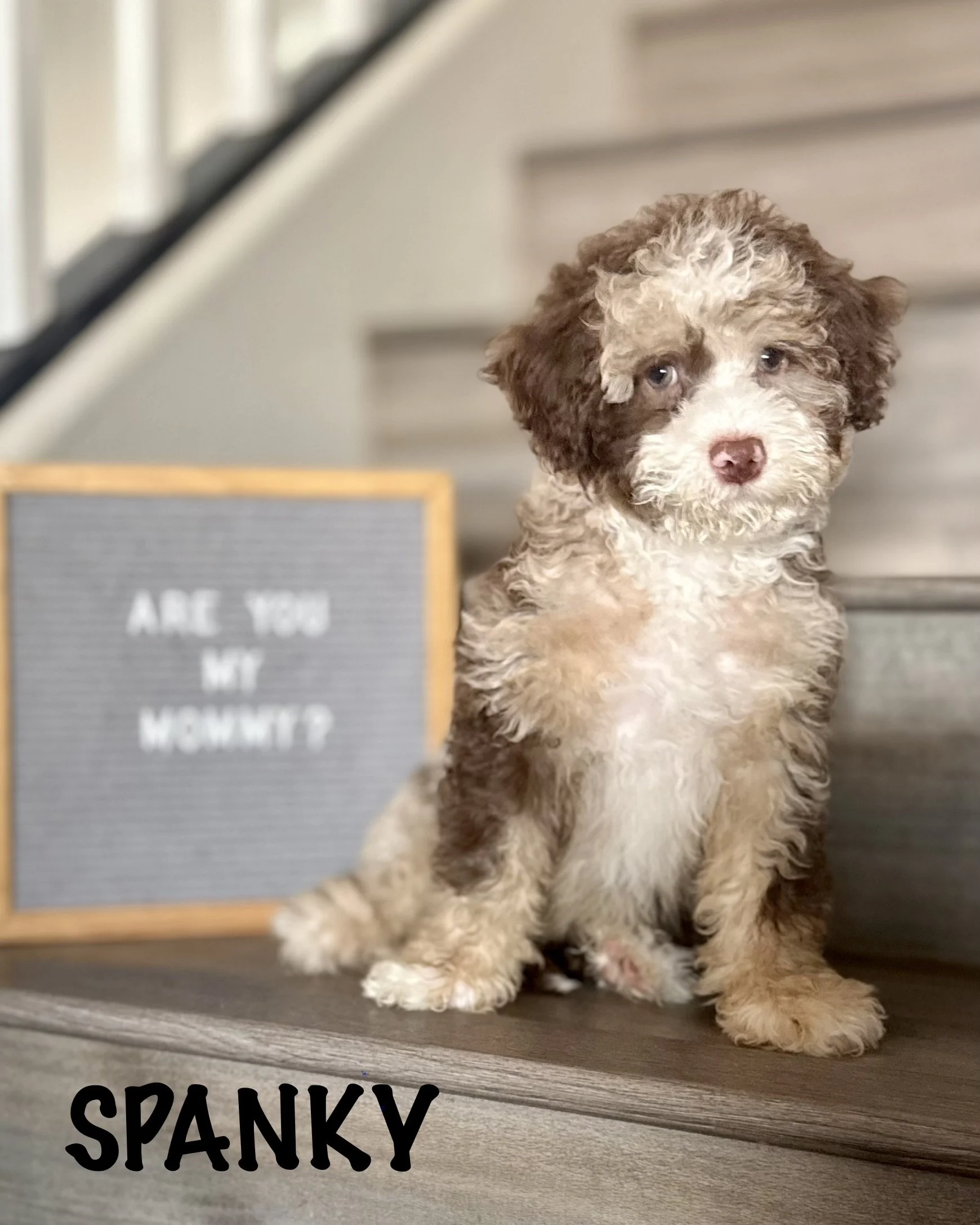 AVAILABLE Choco Merle Boy 4500.00