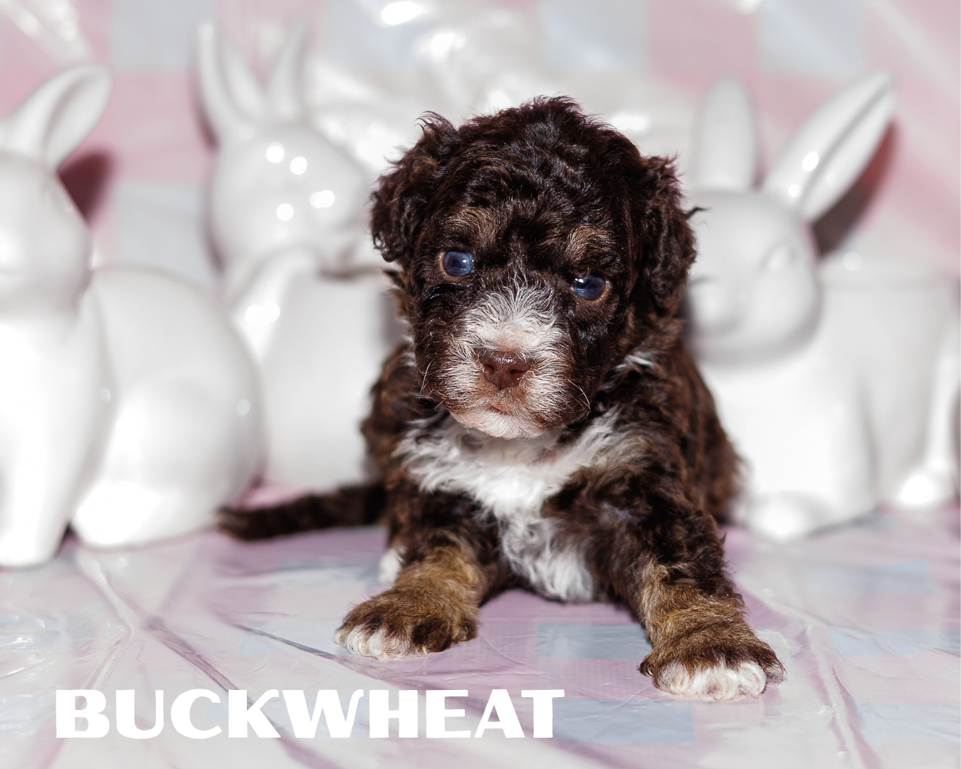 Chocolate Multigen Bernedoodle Boy 4500.00