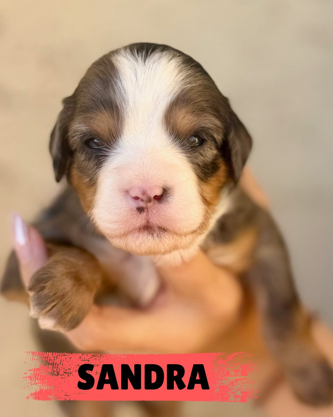 RESERVED Tri Merle     Girl 4500.00