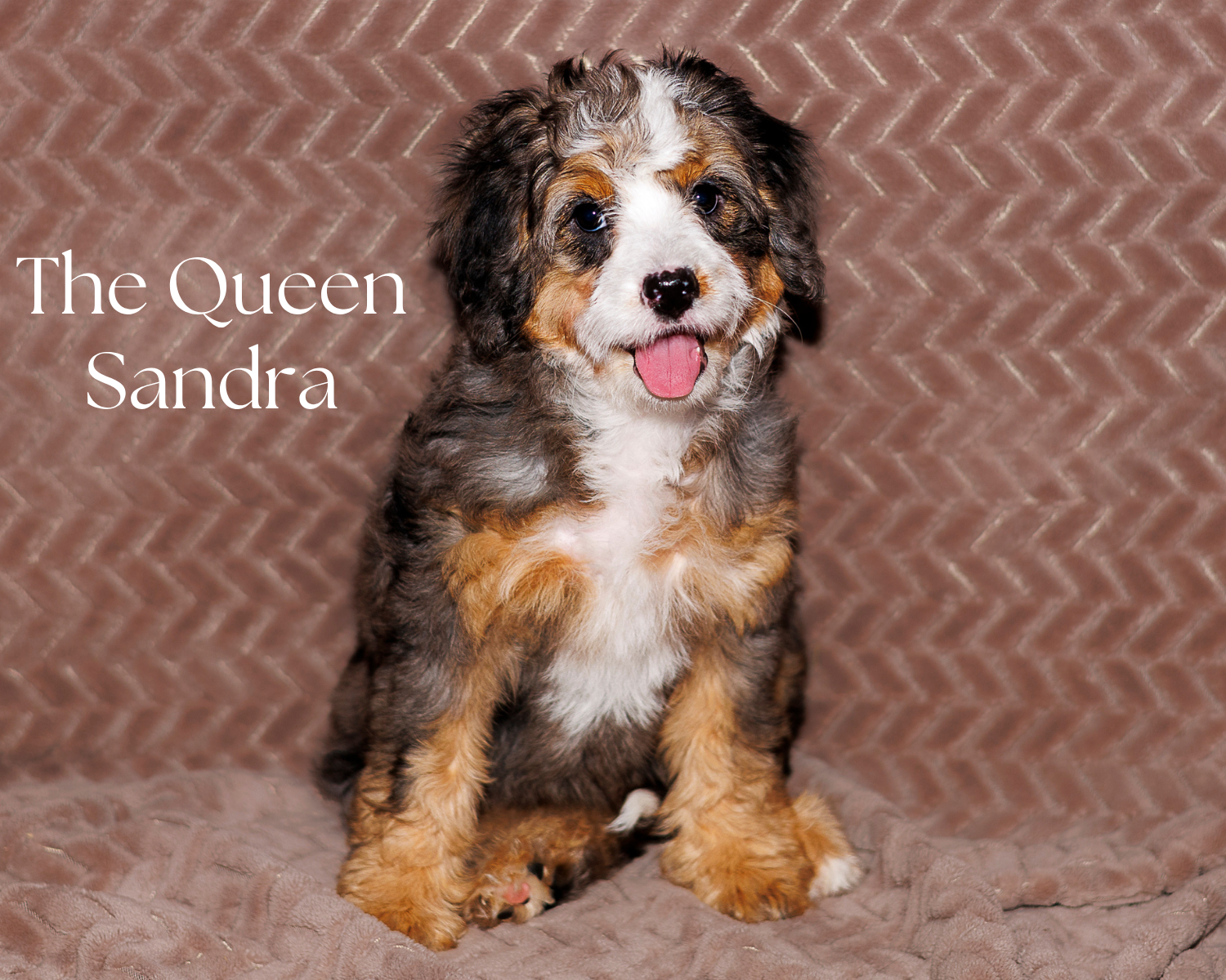 RESERVED Tri Micro Merle Girl      4500.00