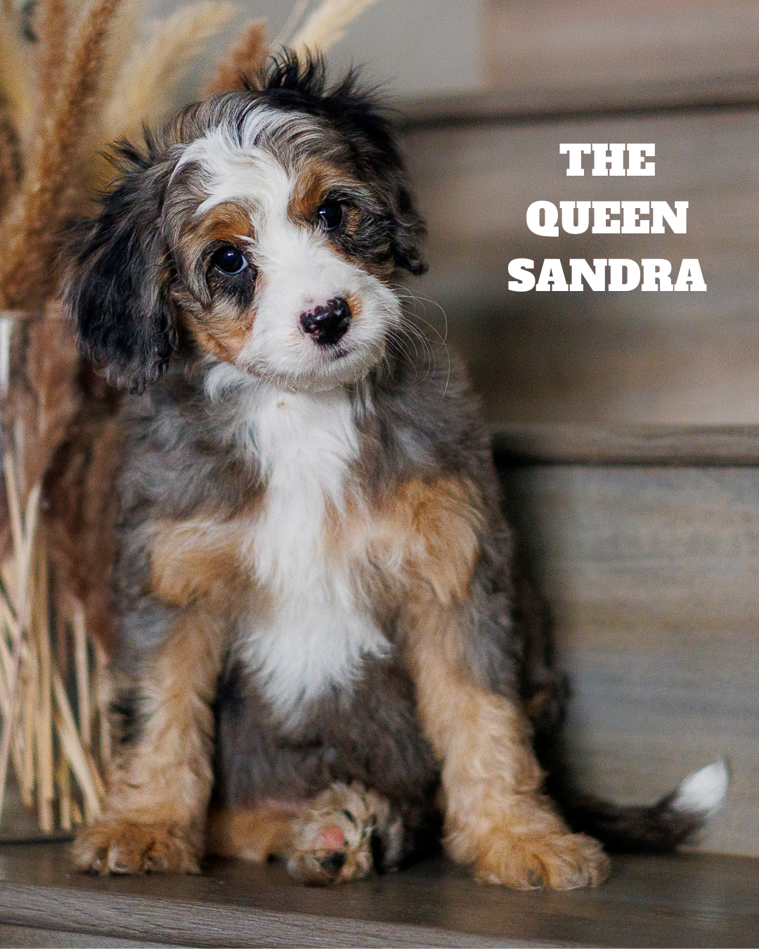 AVAILABLE Tri Micro Merle Girl      4500.00