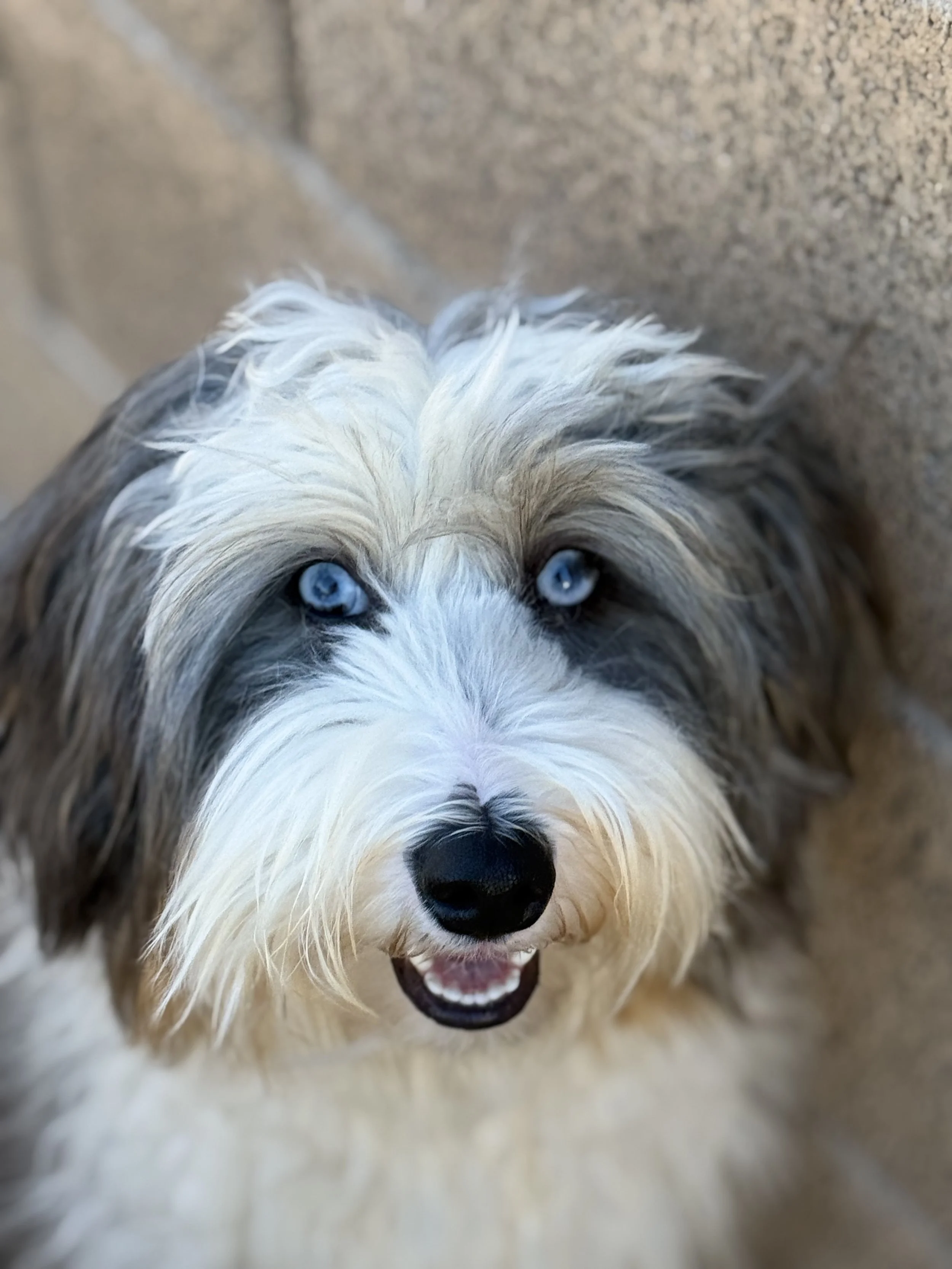 Close-up of a fluffy dog with blue eyes, black nose, and multicolored fur looking up