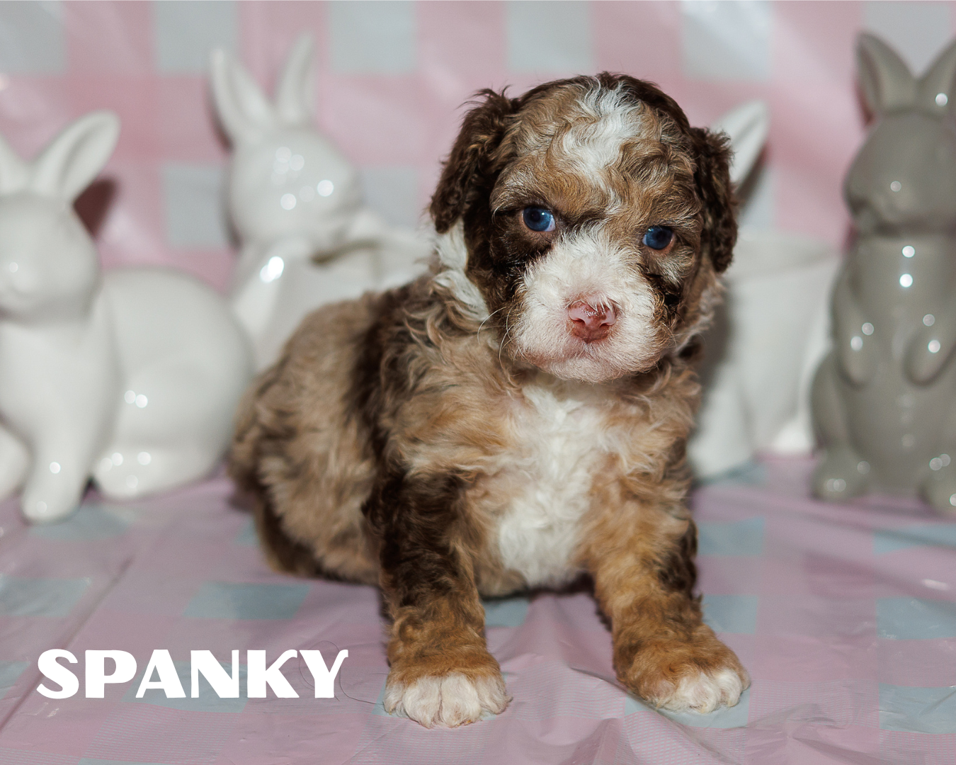 Chocolate Merle Multigen Bernedoodle Boy 4500.00