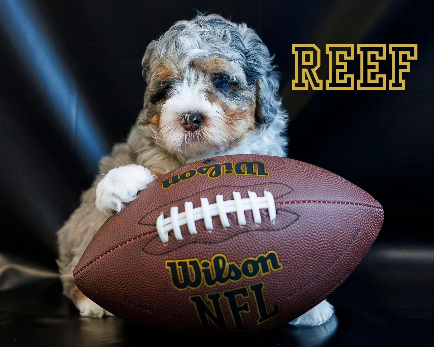 RESERVED Tri Blue Merle Micro Mini Boy 4500.00