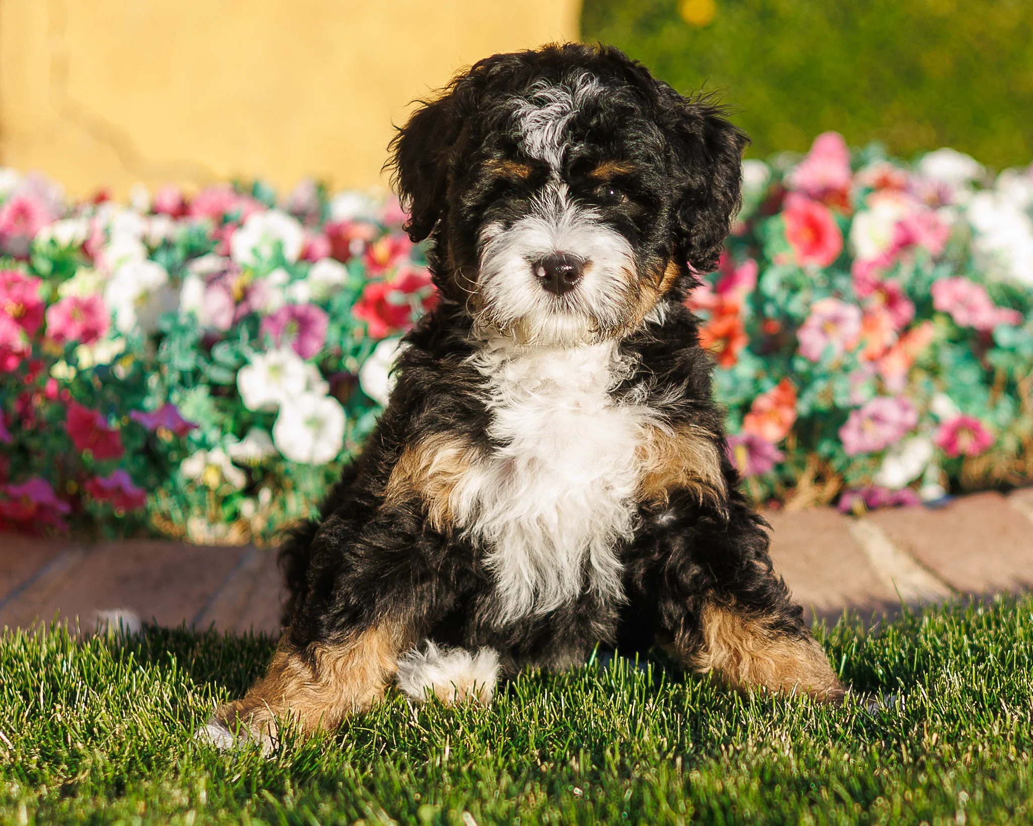 LINK BOY IS AVAILABLE 