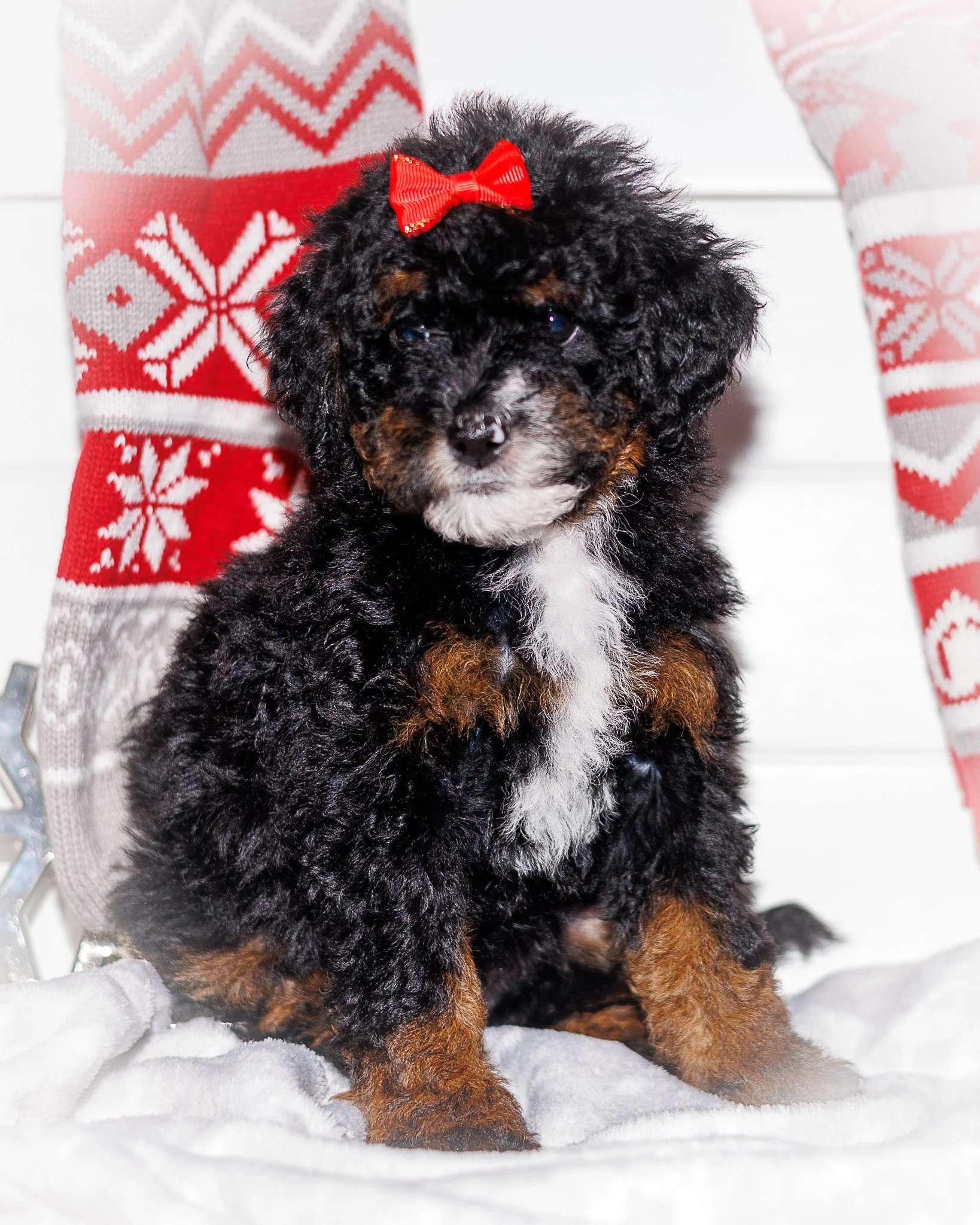 ELPHABA FOUND IS FUREVER FAMILY