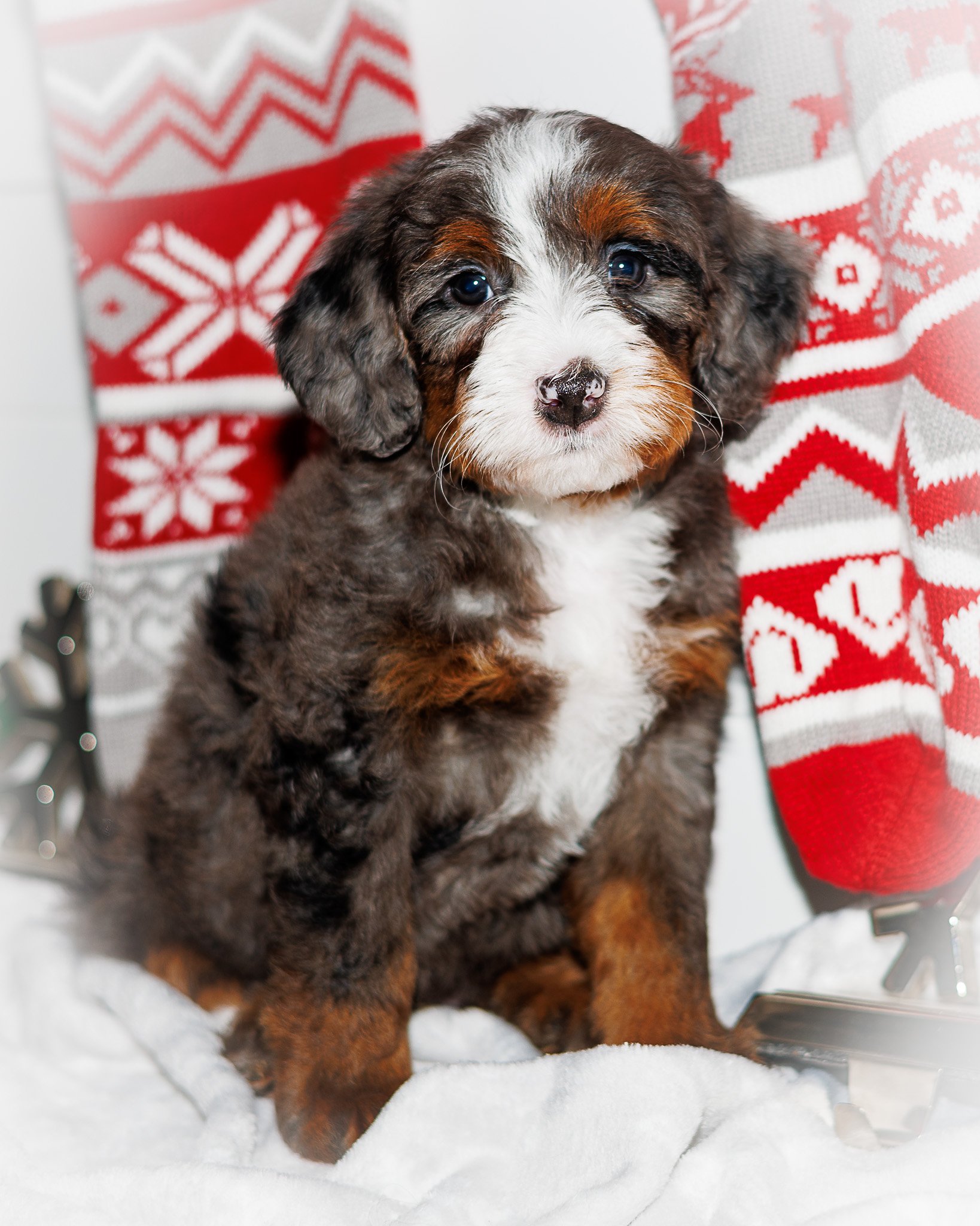 LION CUB FOUND IS FUREVER FAMILY