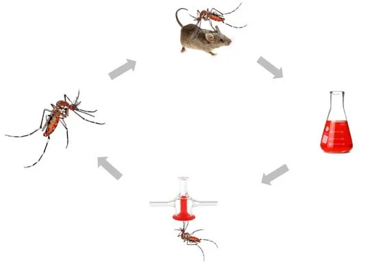 Complete human malaria infection cycle to study parasite resistance to transgenic blocking mechanisms