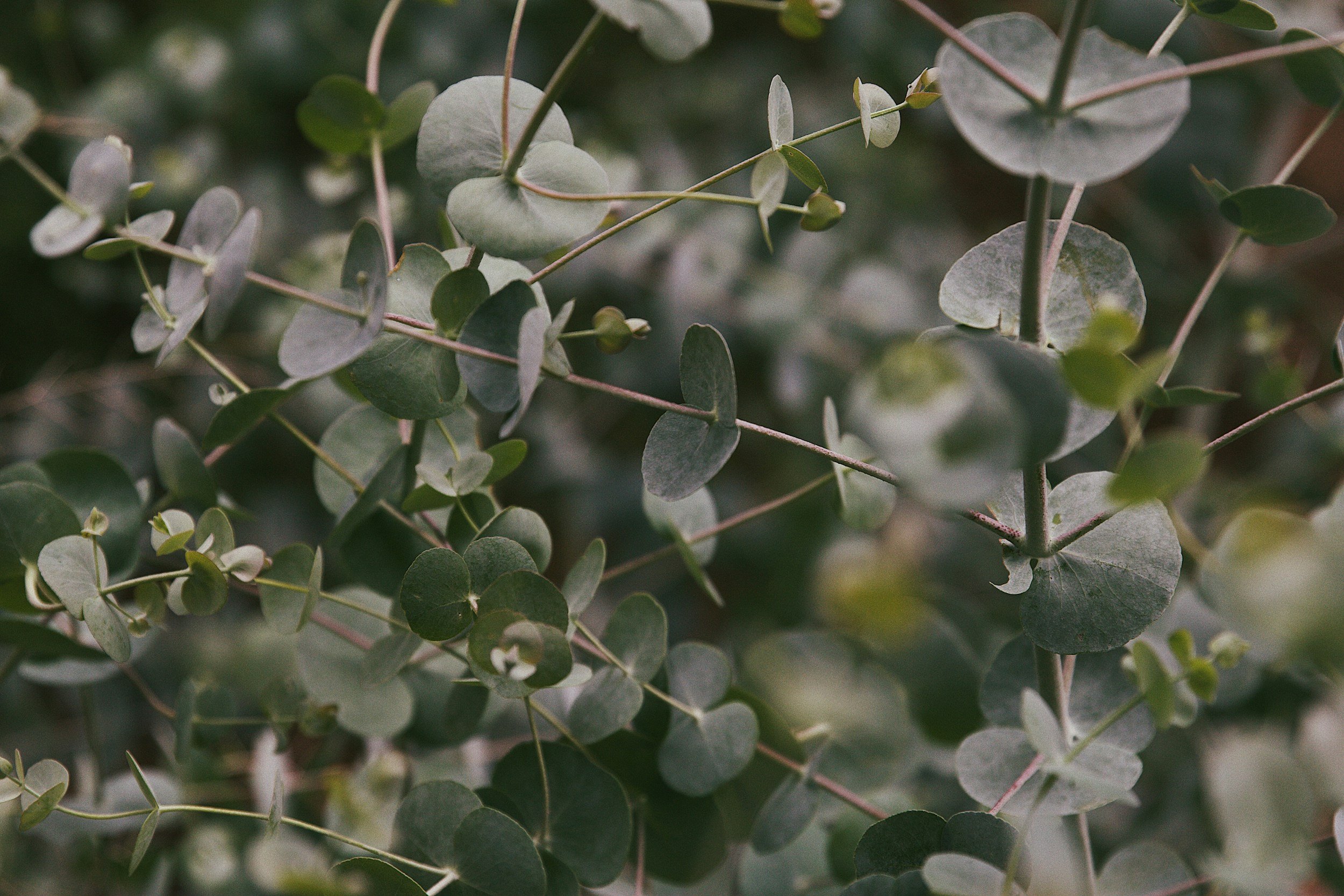 Close-up of eucalyptus leaves with round, flat, greenish-gray foliage and thin stems.