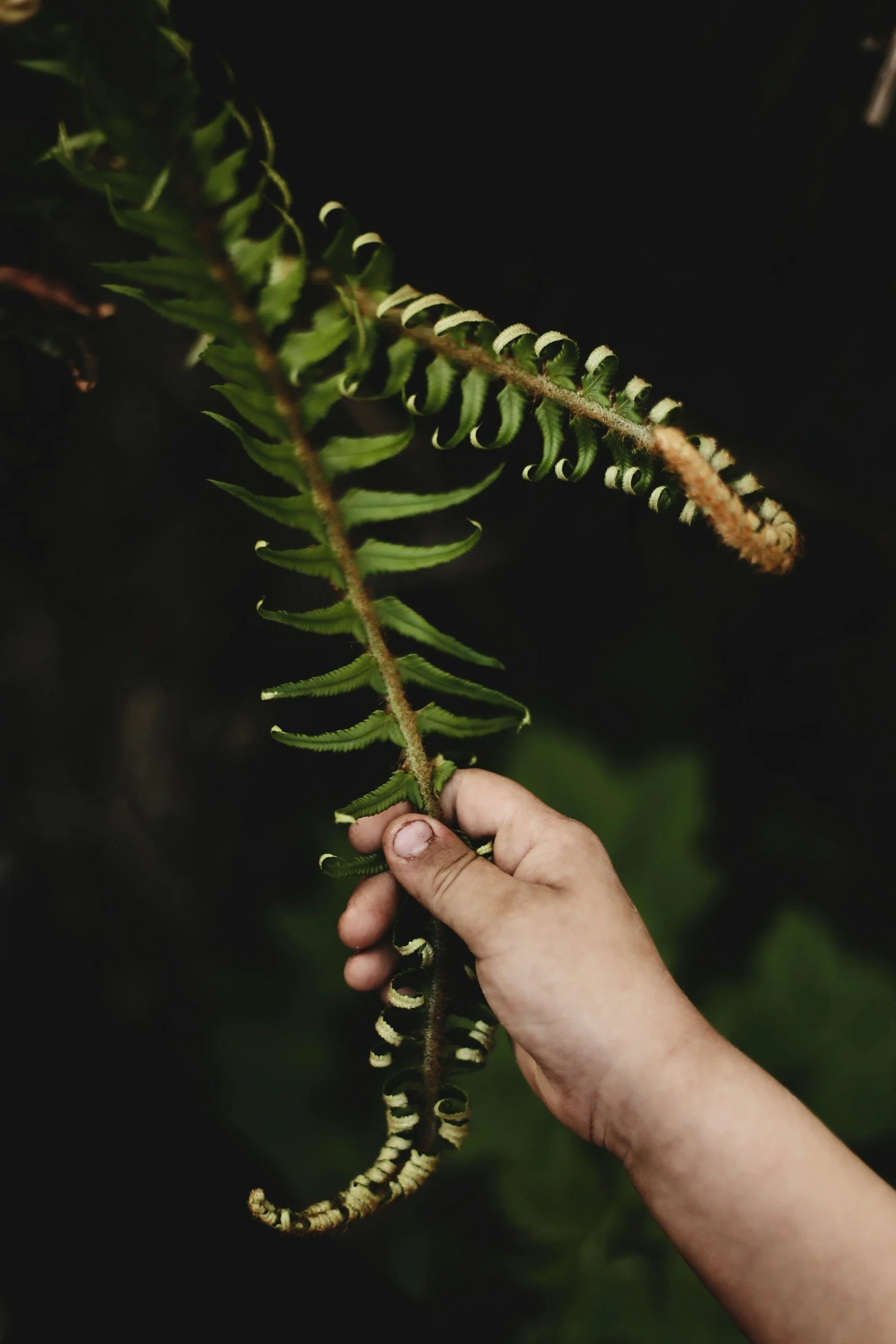 Close-up of a hand holding a green fern plant with curled tips against a dark background.