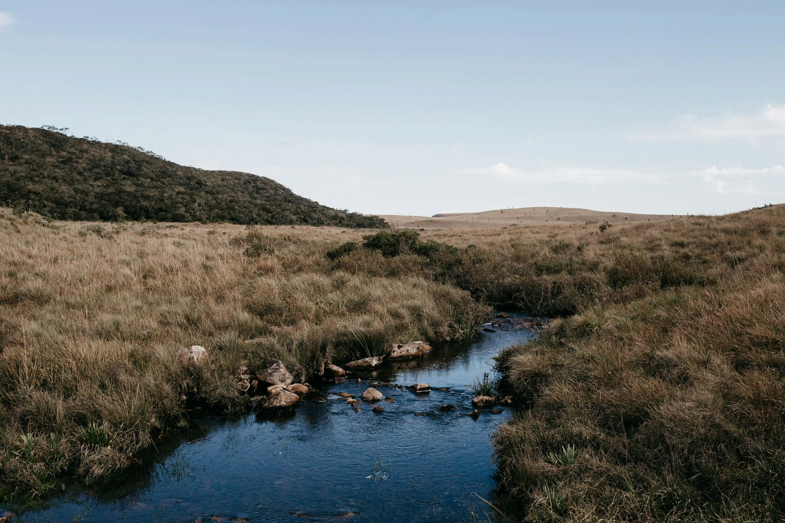 A peaceful landscape with a small stream flowing through tall grassy plains, surrounded by rolling hills and sparse trees under a cloudy sky.