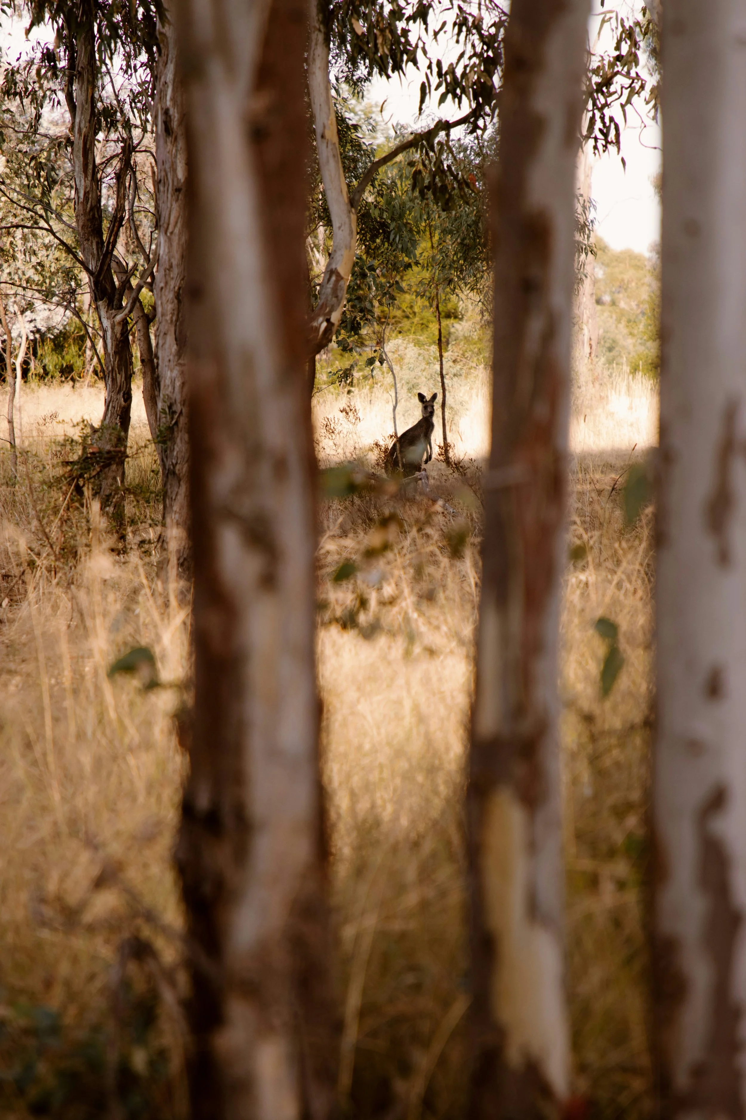 A kangaroo standing among trees and tall grass in a natural, outdoor setting.