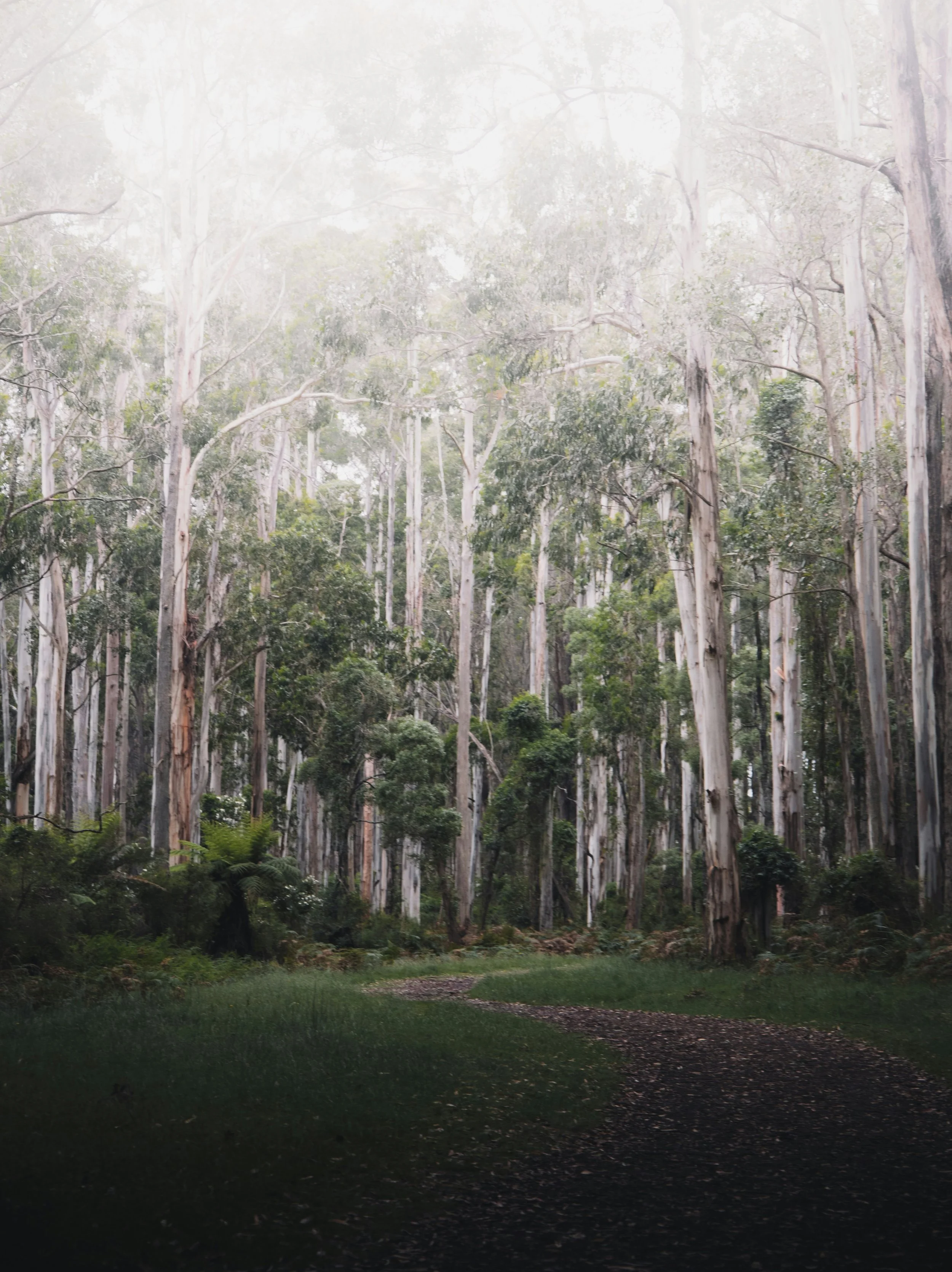 A dense forest of tall, pale-barked trees with green foliage at the top, under a bright sky.