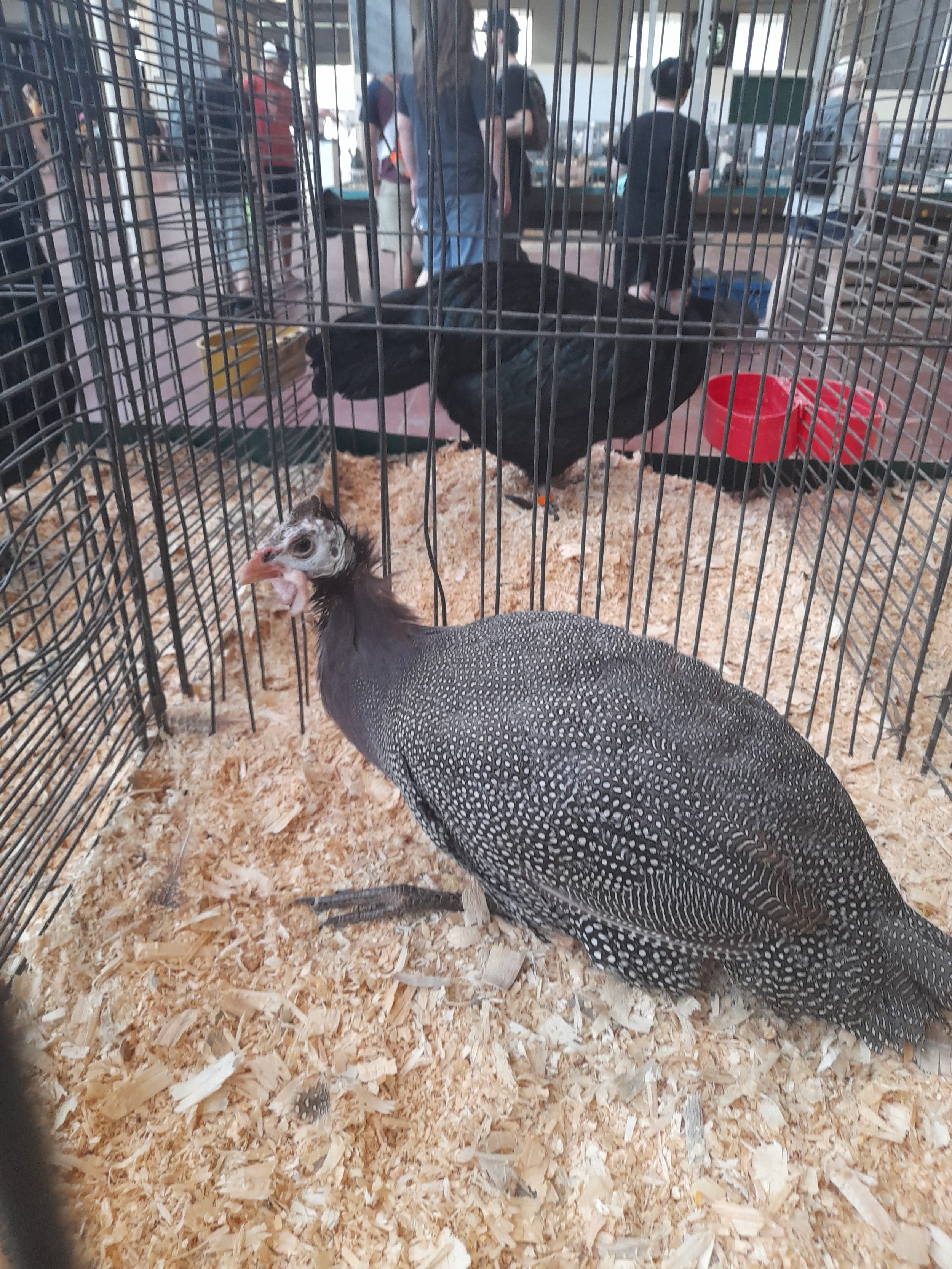 A vulture in a cage with a black chicken behind it, at an outdoor event with people in the background.