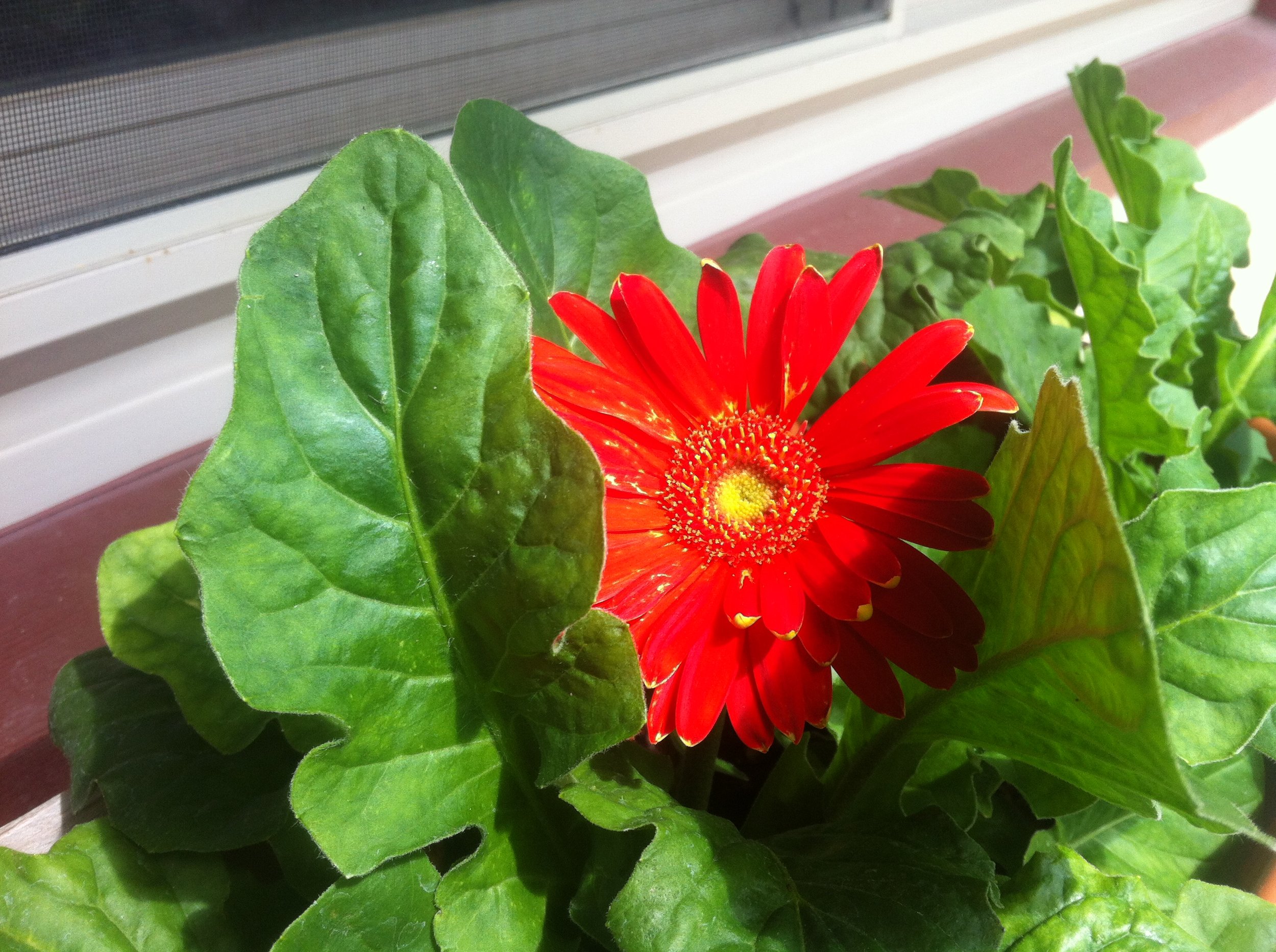 Close-up of a bright red flower with yellow center, surrounded by large green leaves, on a windowsill.